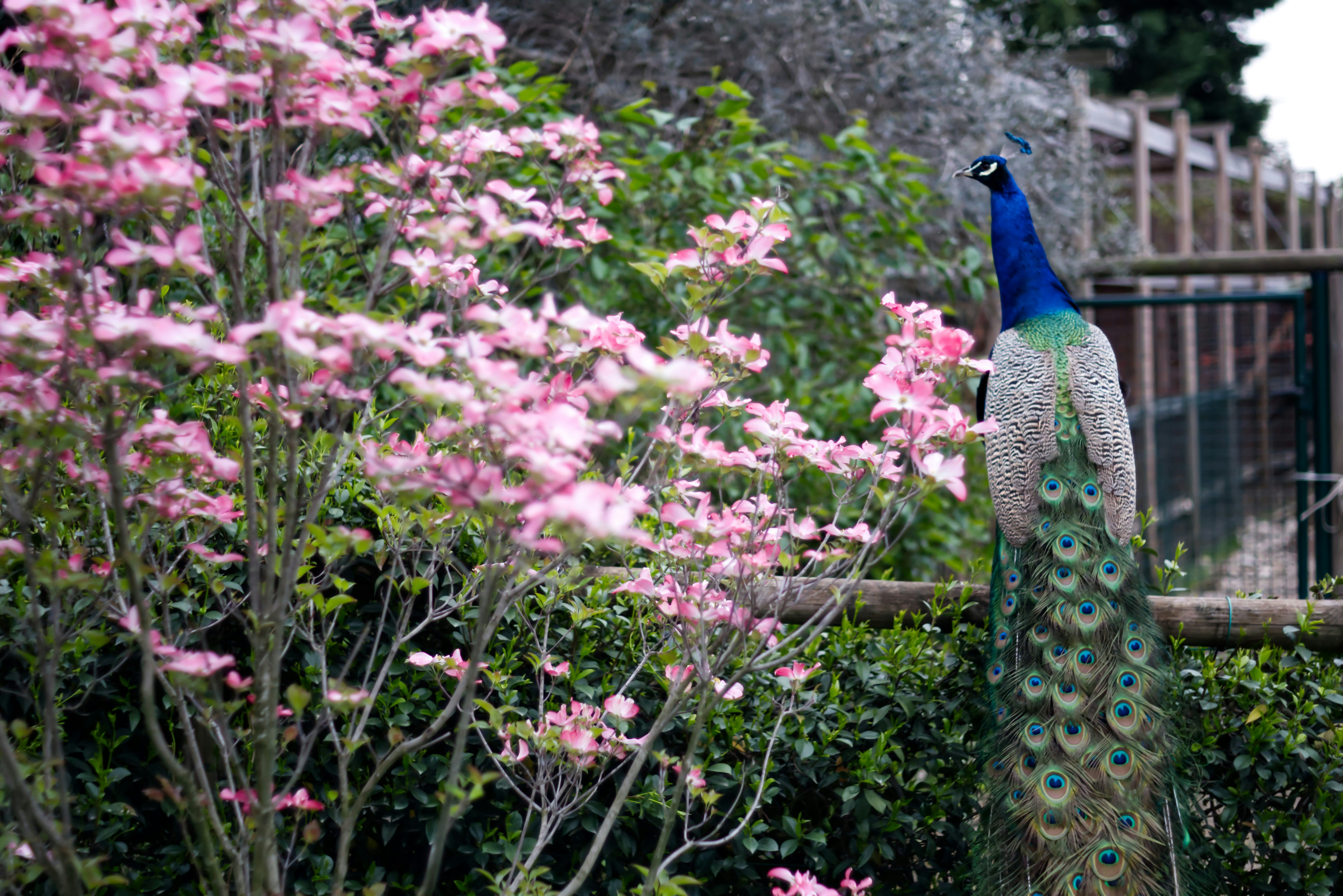 A peacock stands amidst blooming pink flowers.