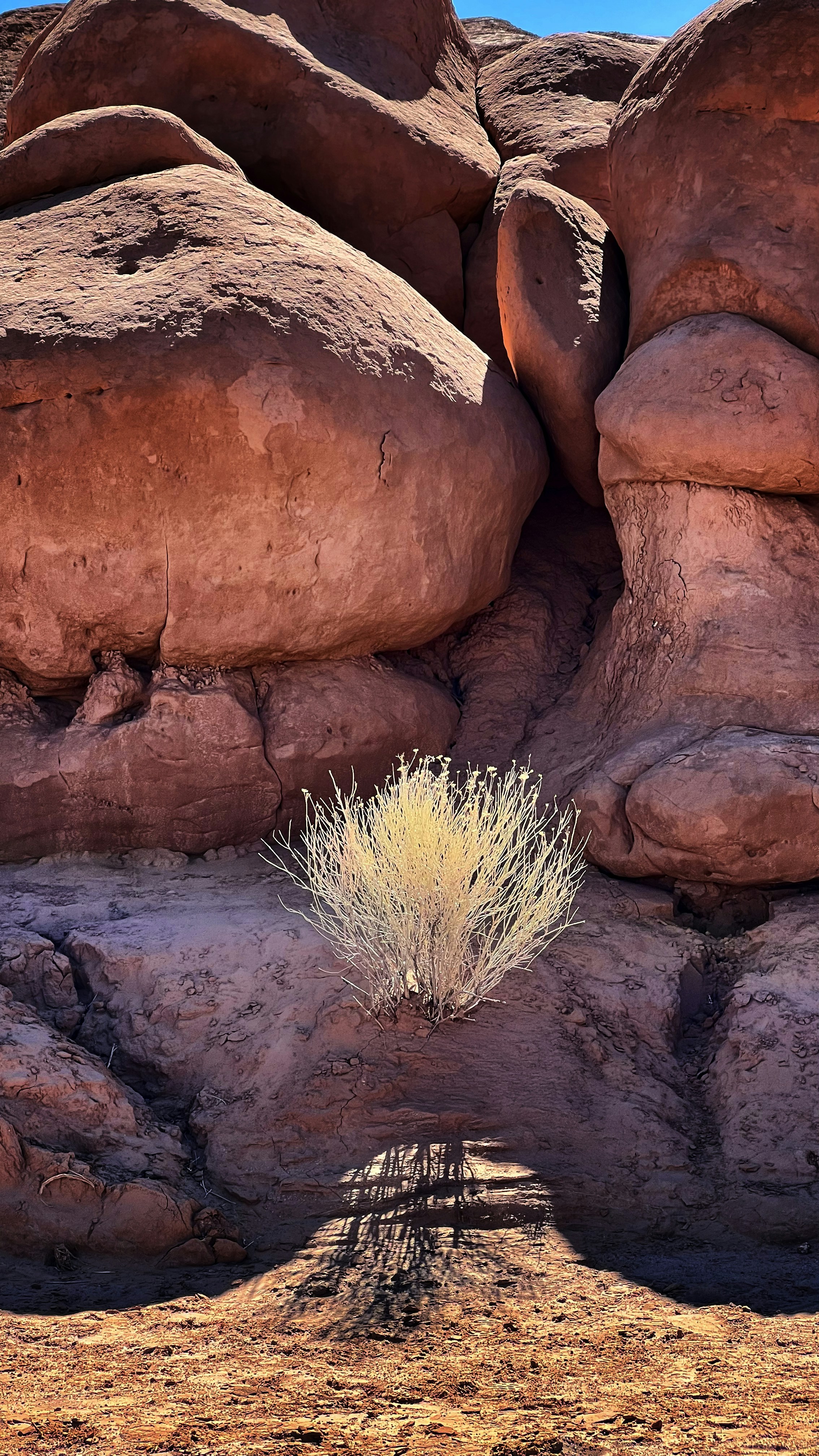 A bush grows in a red rock formation.