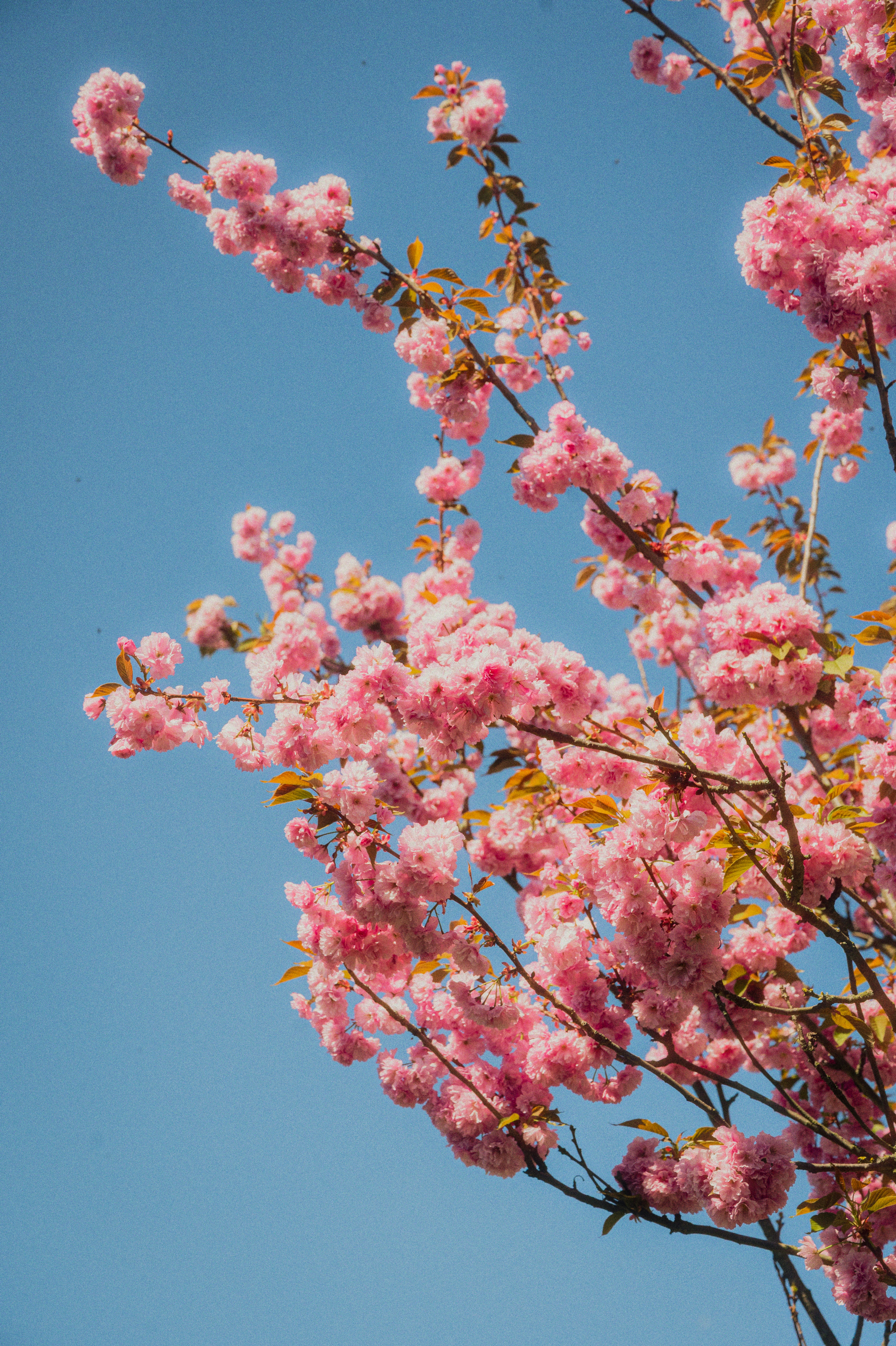 Photo by luca_severin