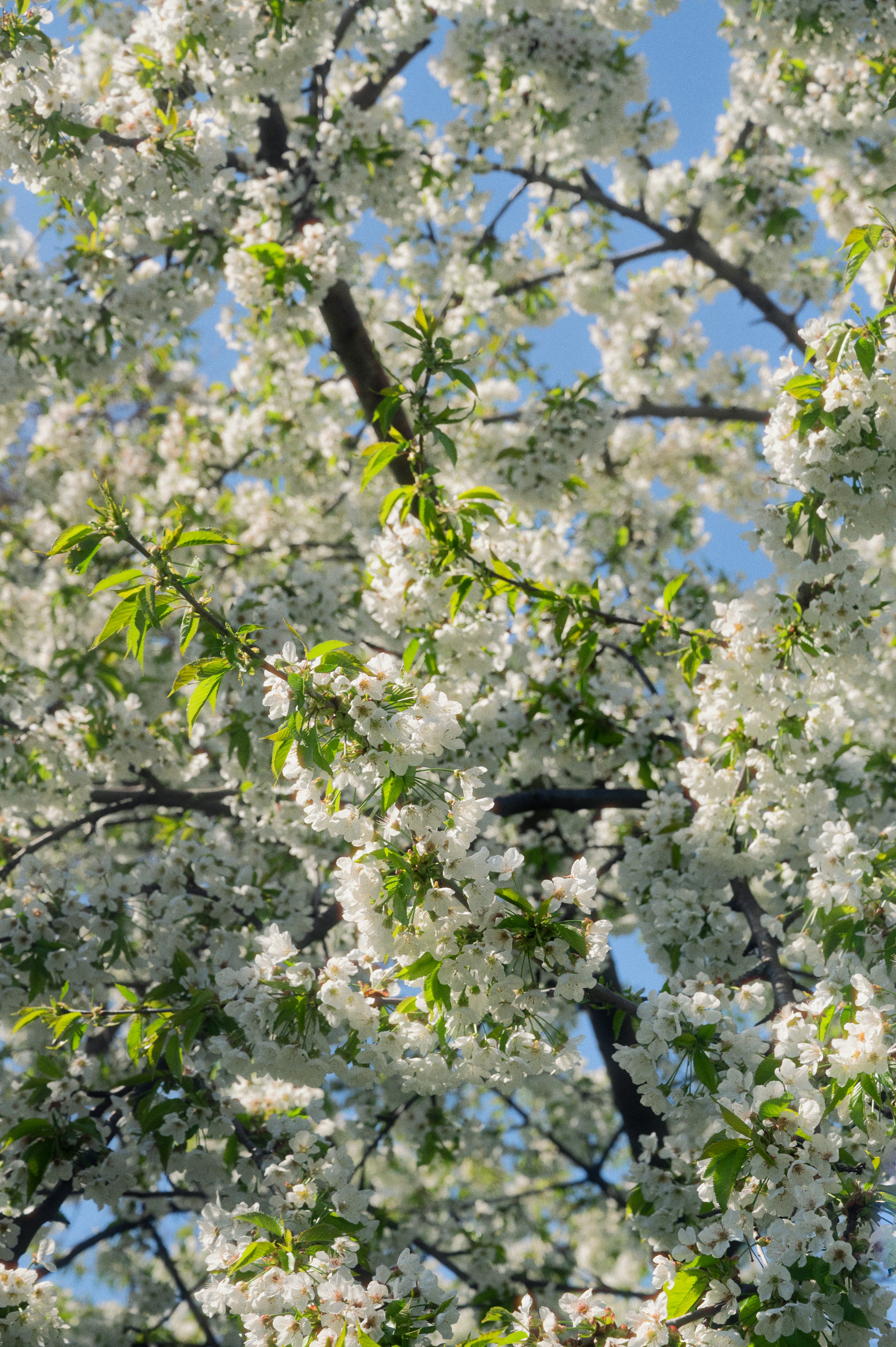 Photo by luca_severin