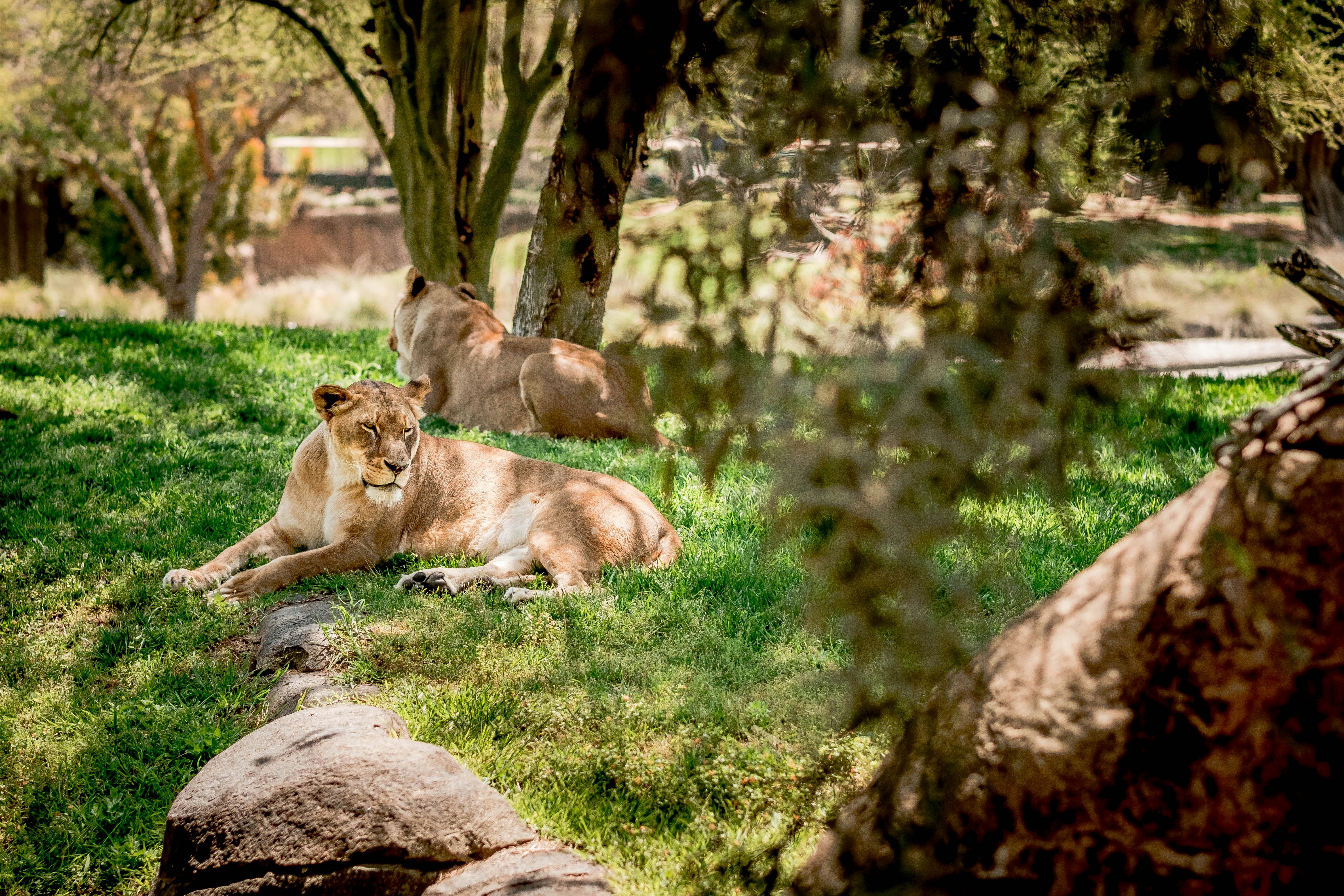 Two lions relax on grass in the shade.