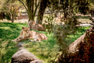 Two lions relax on grass in the shade.