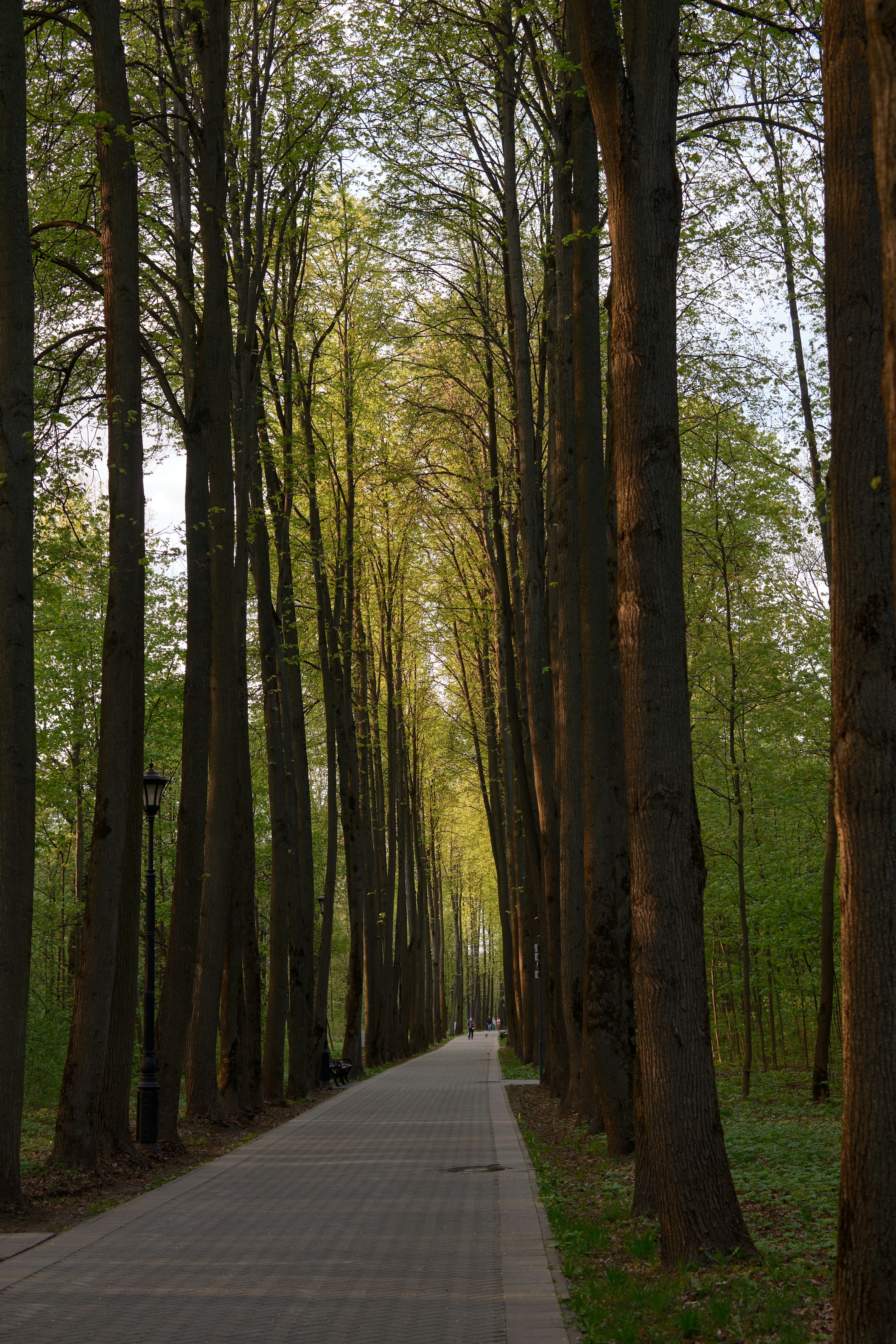 A path lined with tall trees.