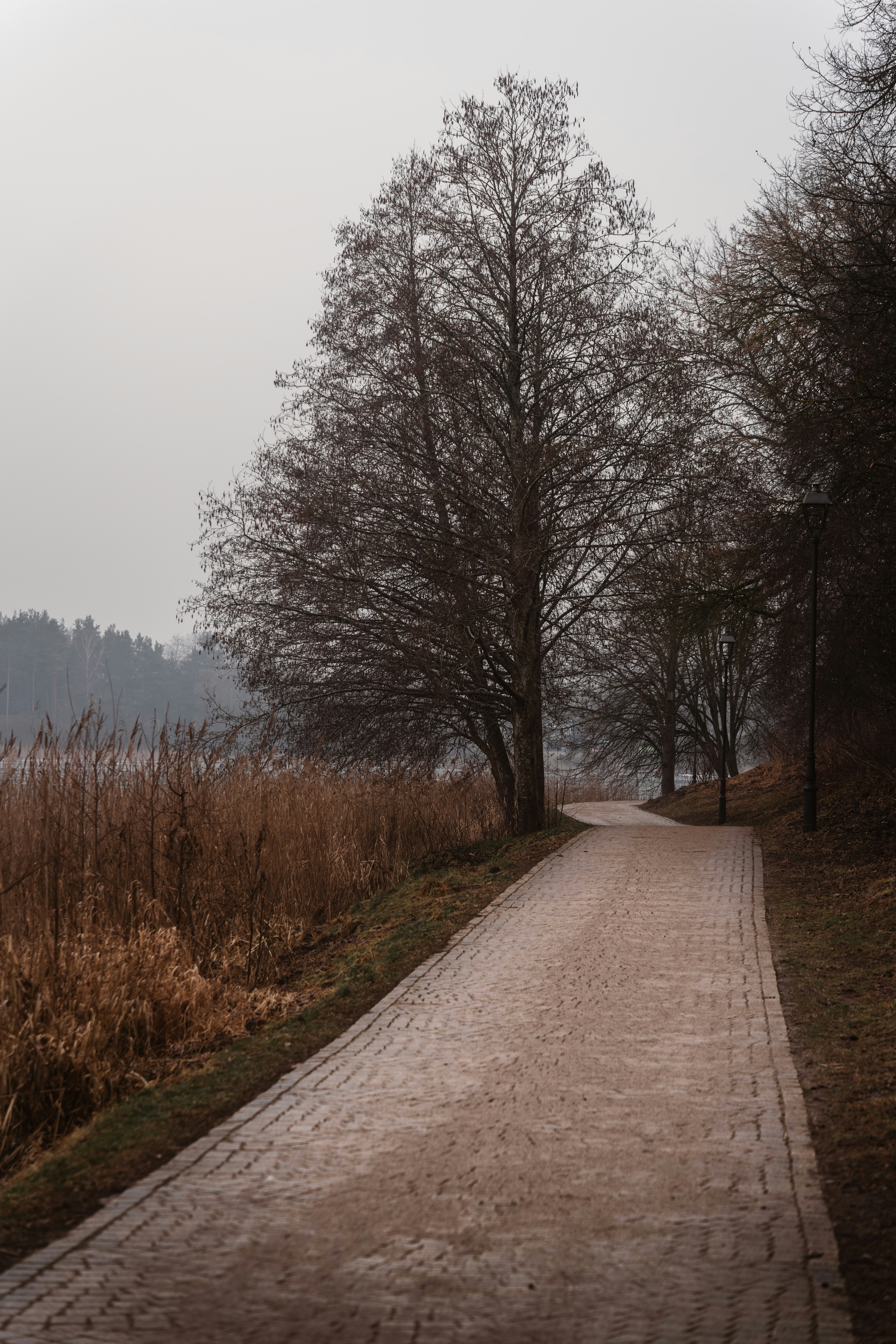 A pathway leads into a misty landscape