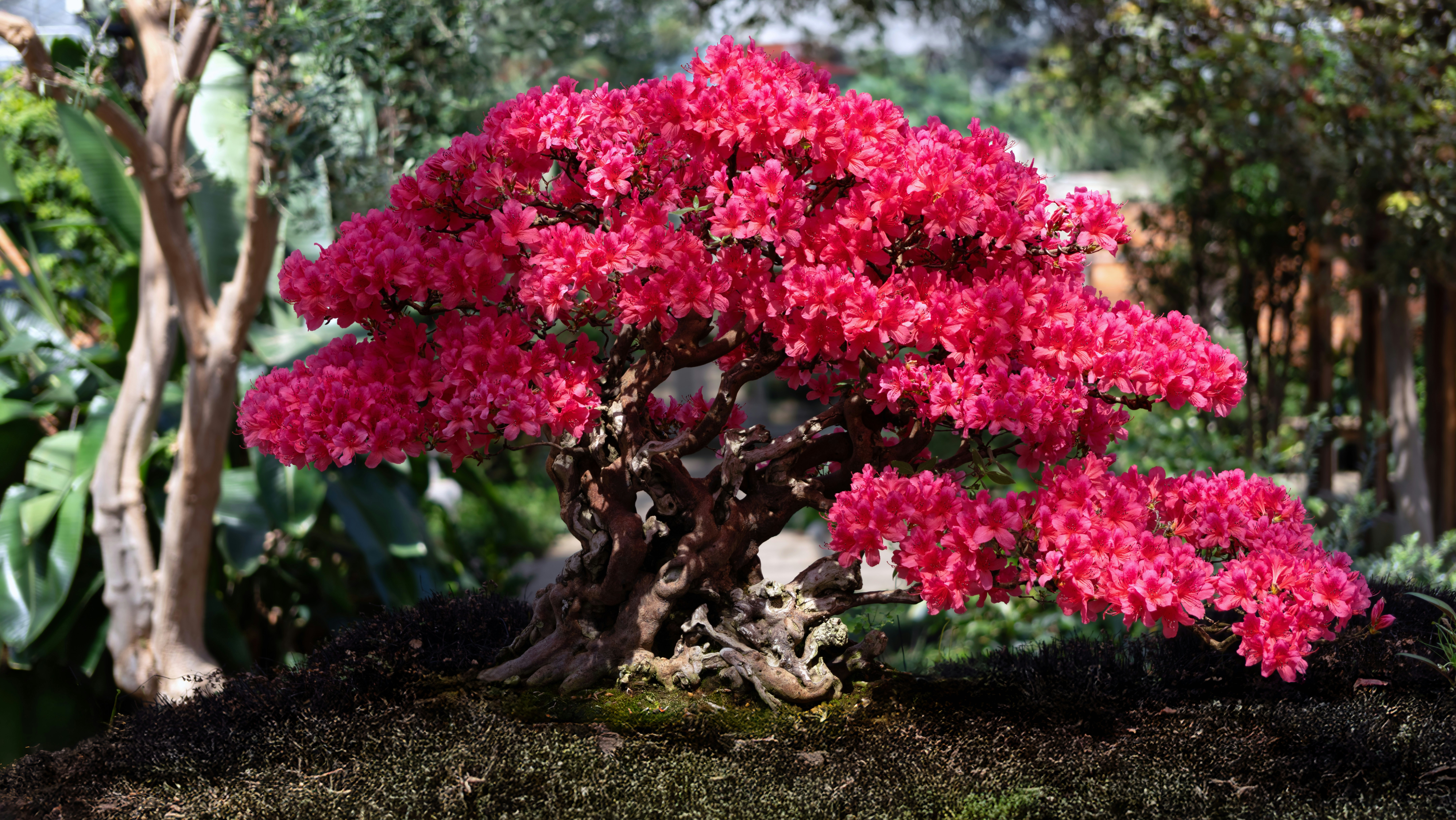 A Mountain Azalea bonsai in a shallow tan pot covered in vibrant fuchsia-colored flowers. 