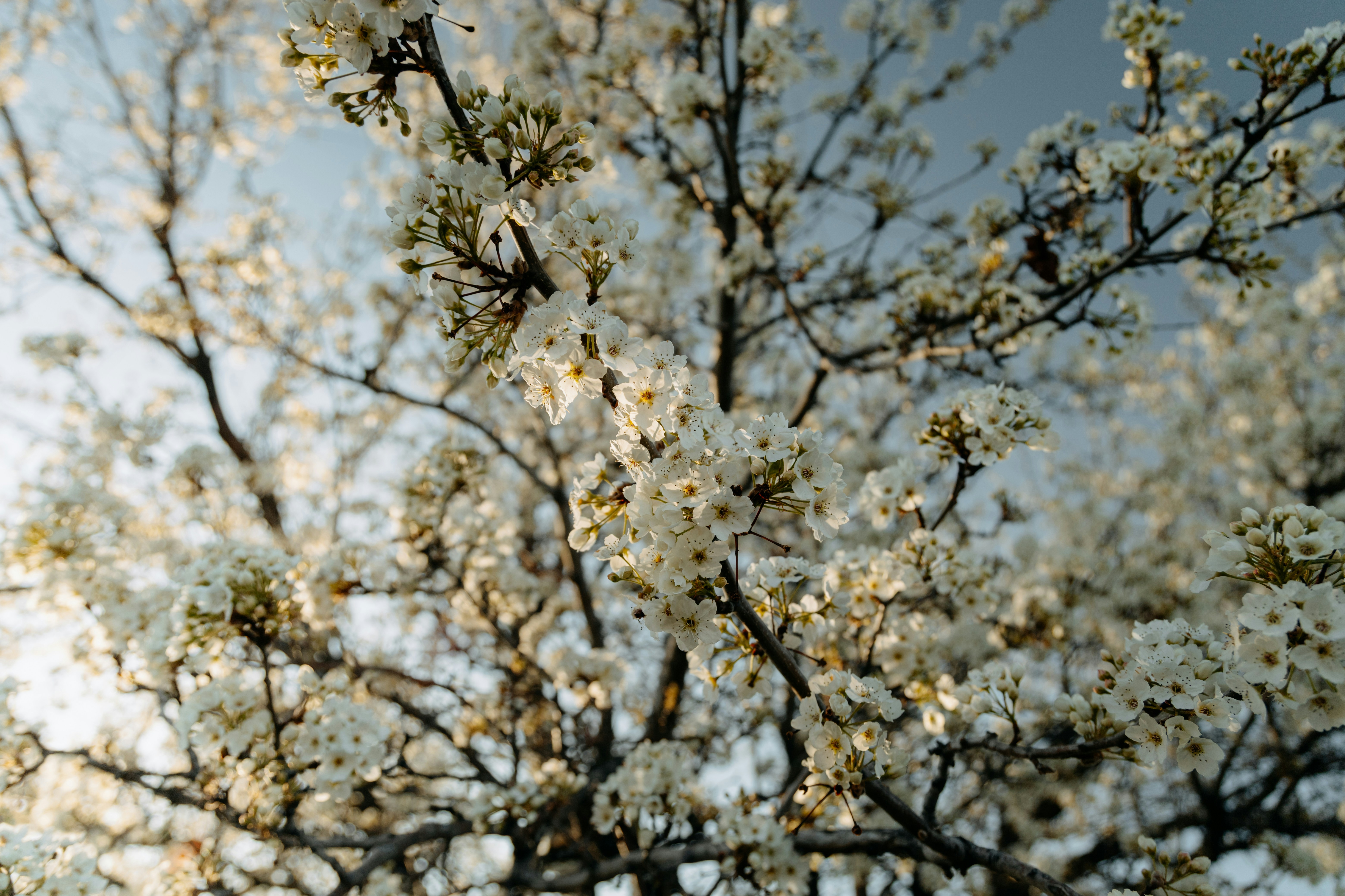 Photo by elijahp