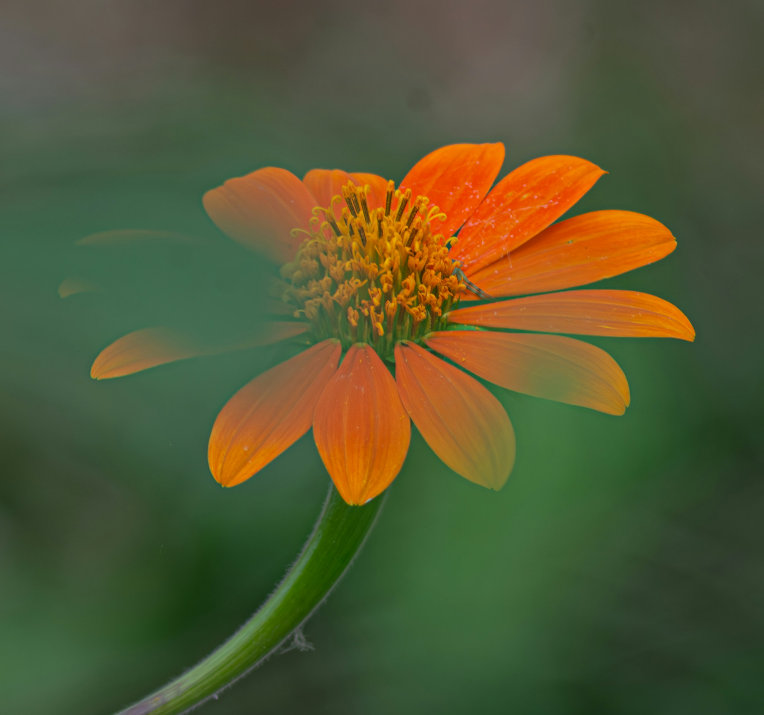 Photo by coelhoguilherme