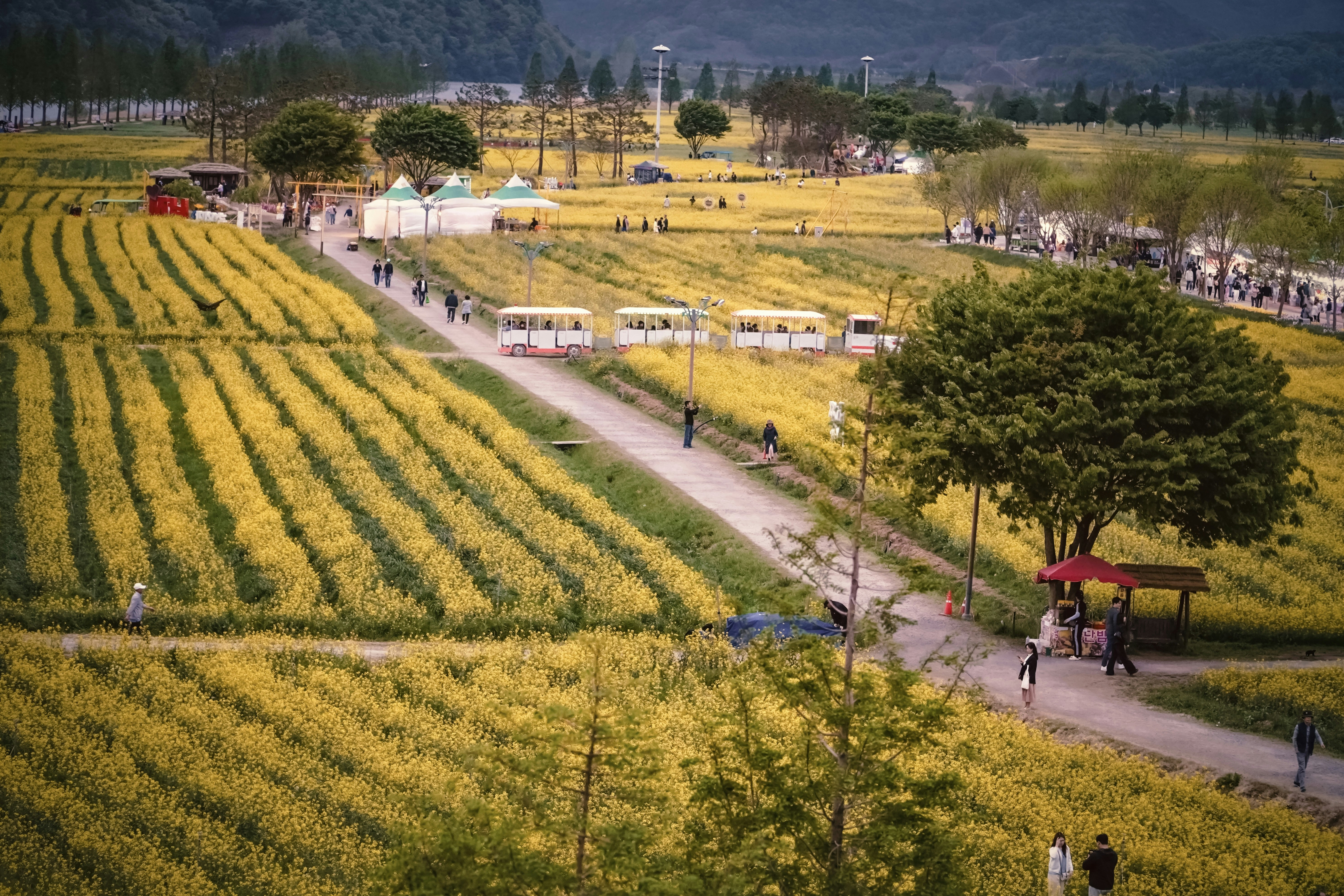 7 Wine Festival Tips for Eco-Friendly Travel