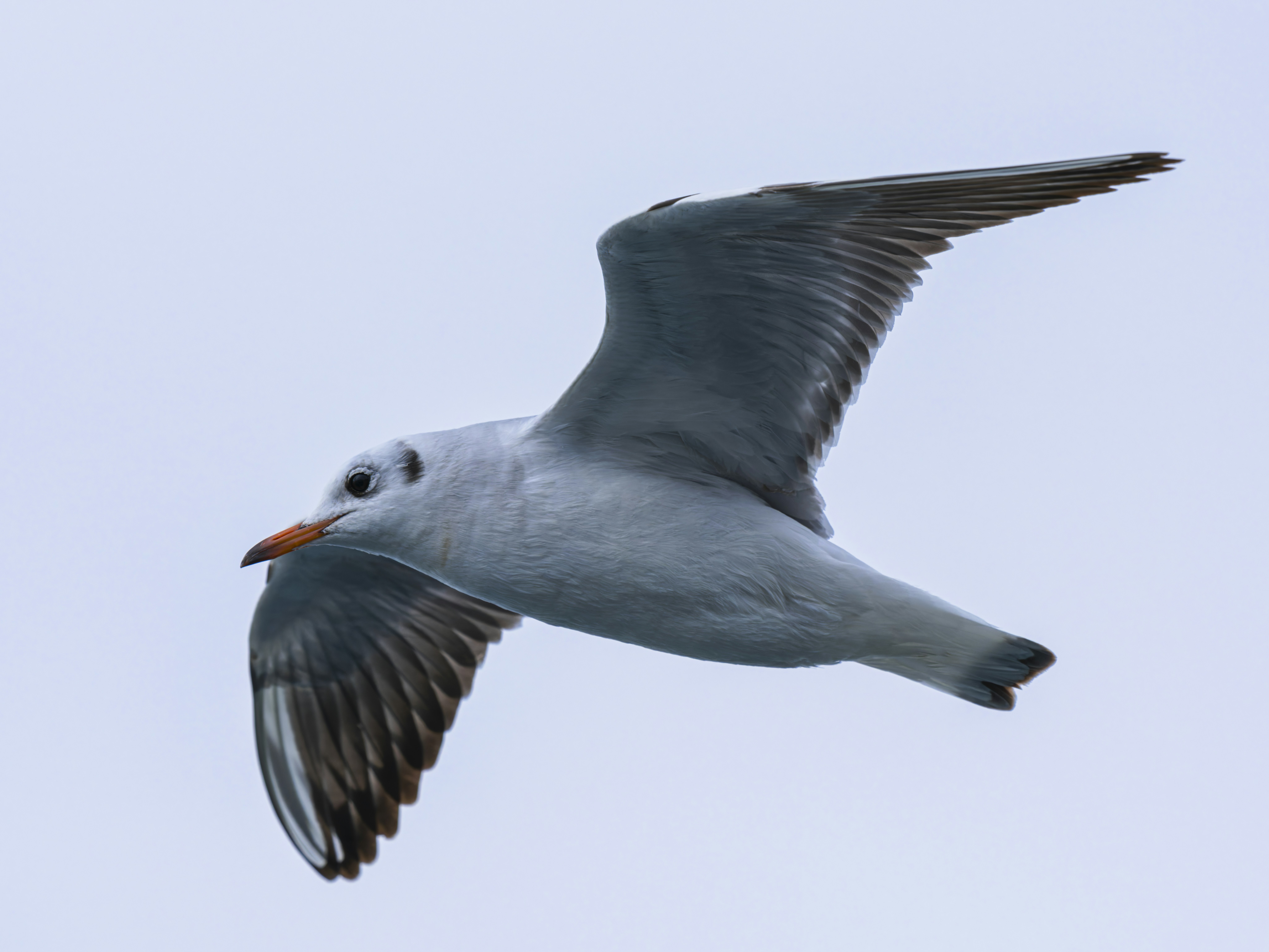 Photo by enginakyurt