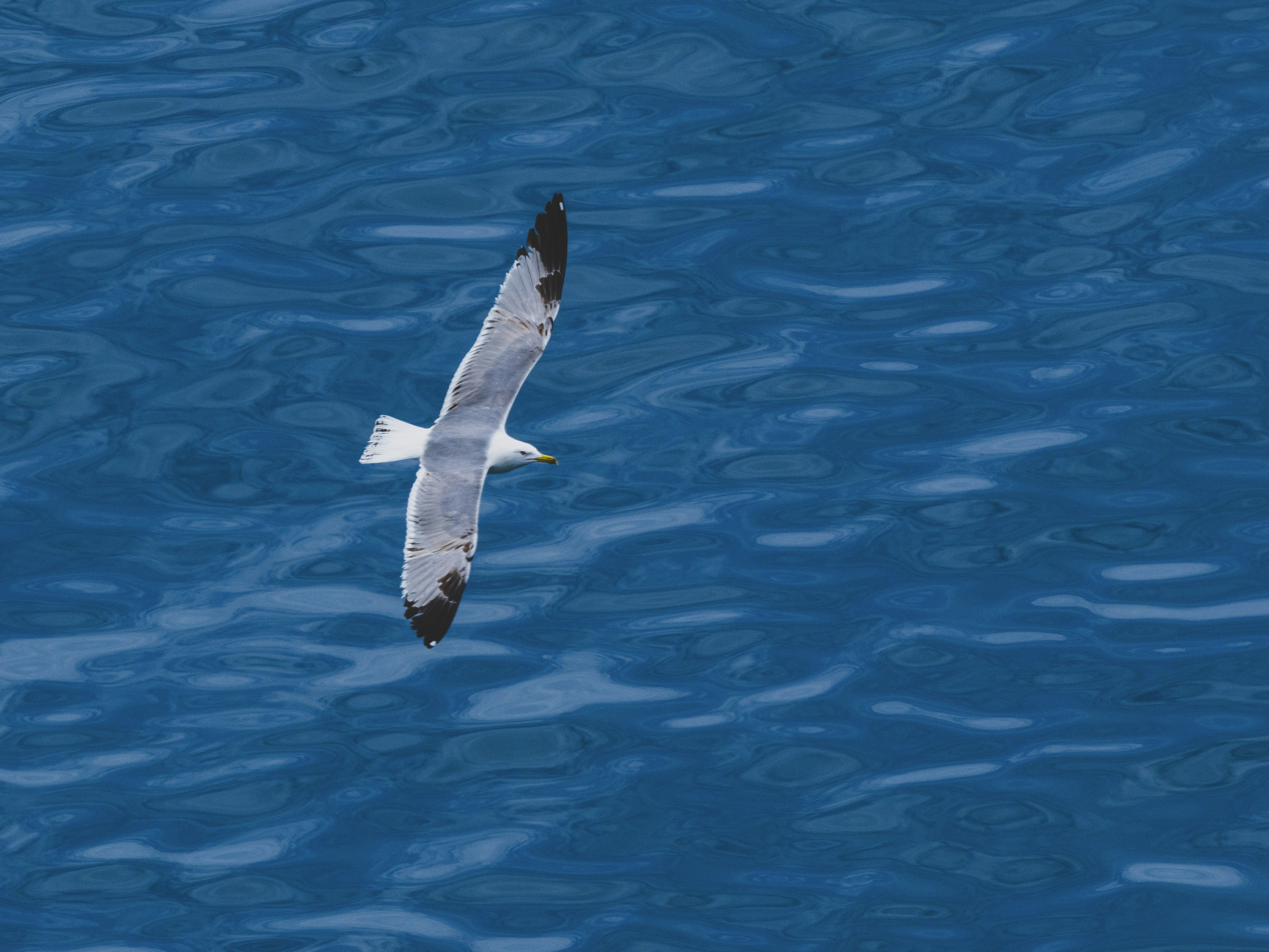 Photo by enginakyurt