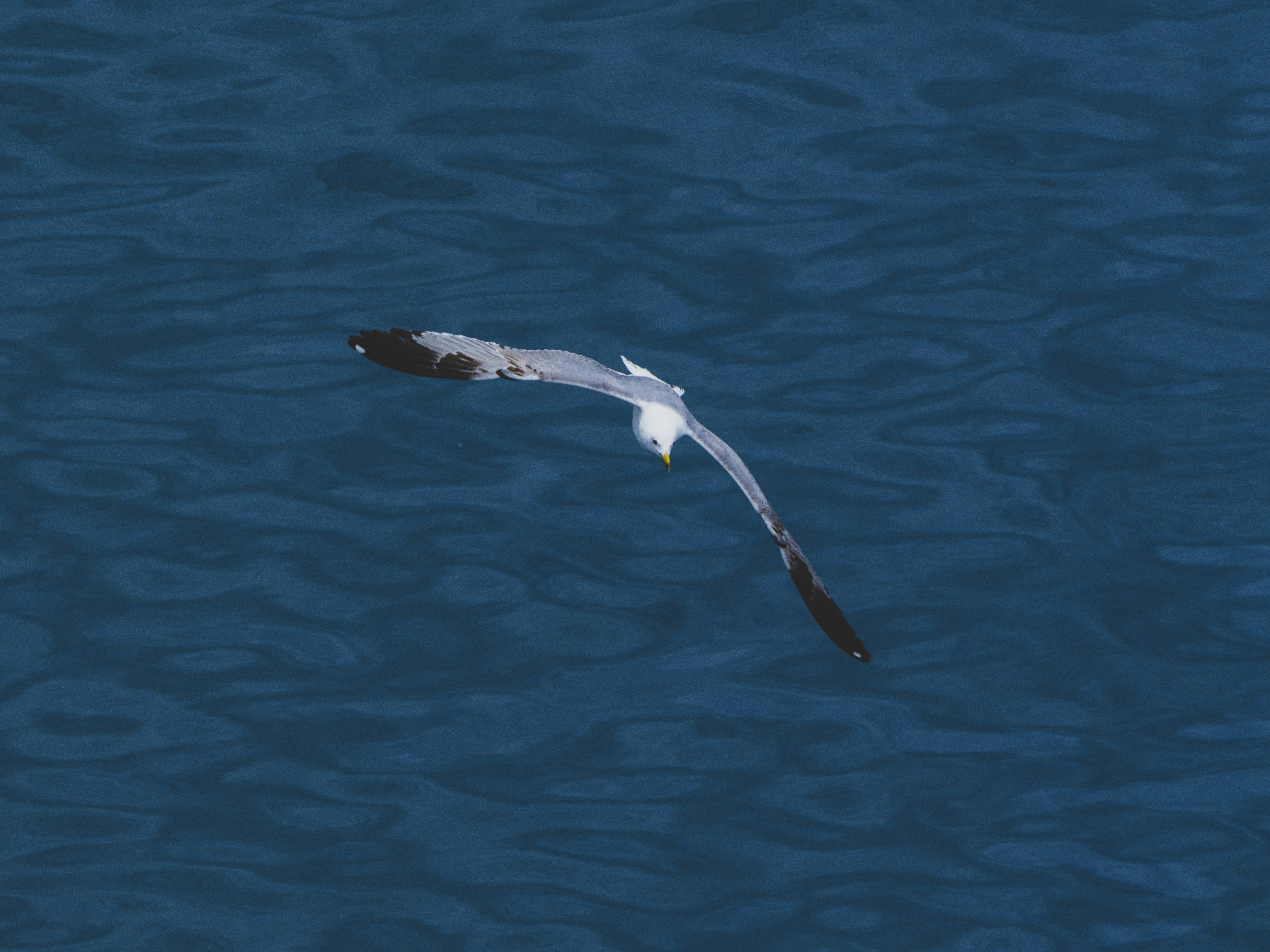 Photo by enginakyurt