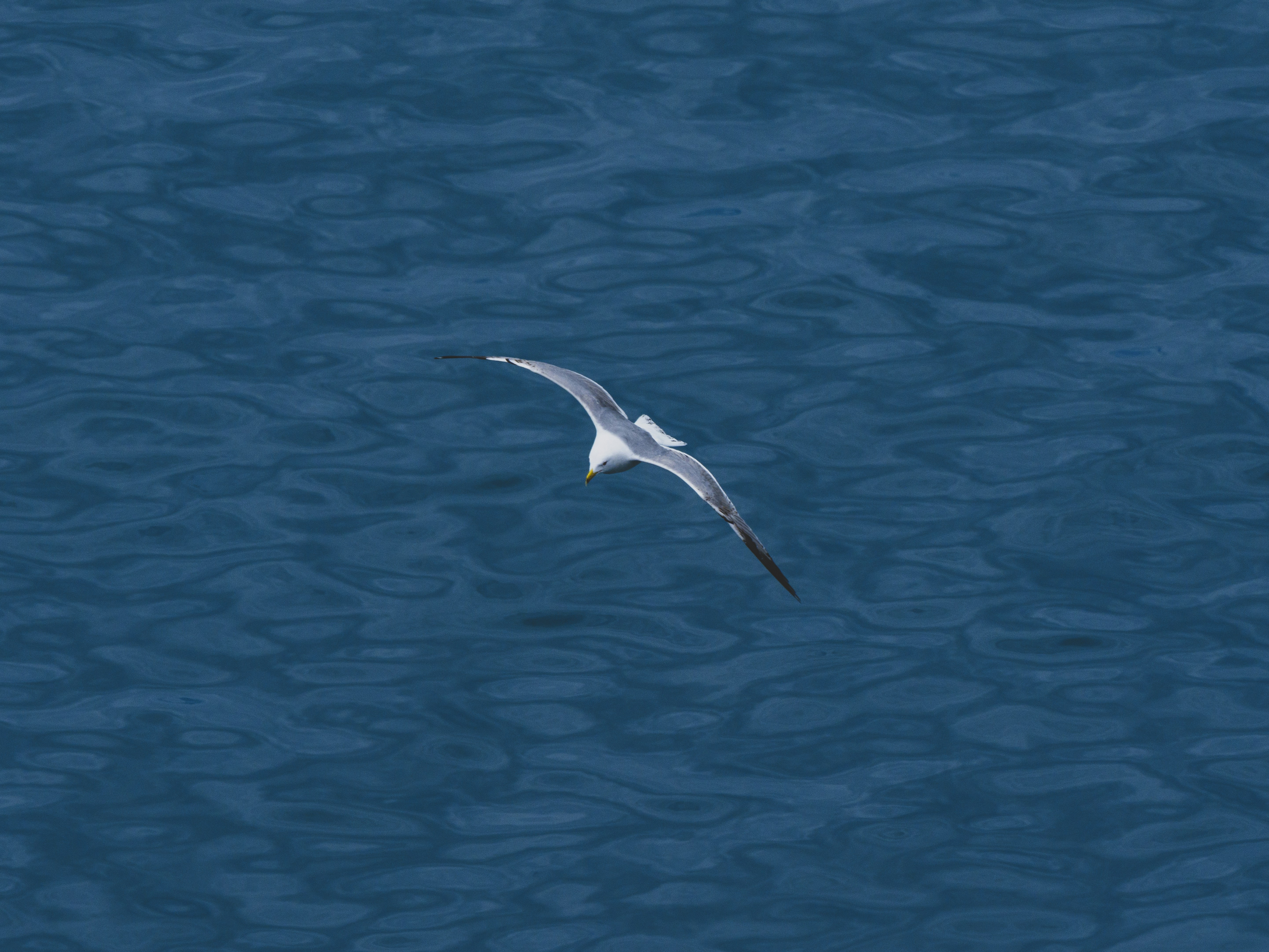 Photo by enginakyurt