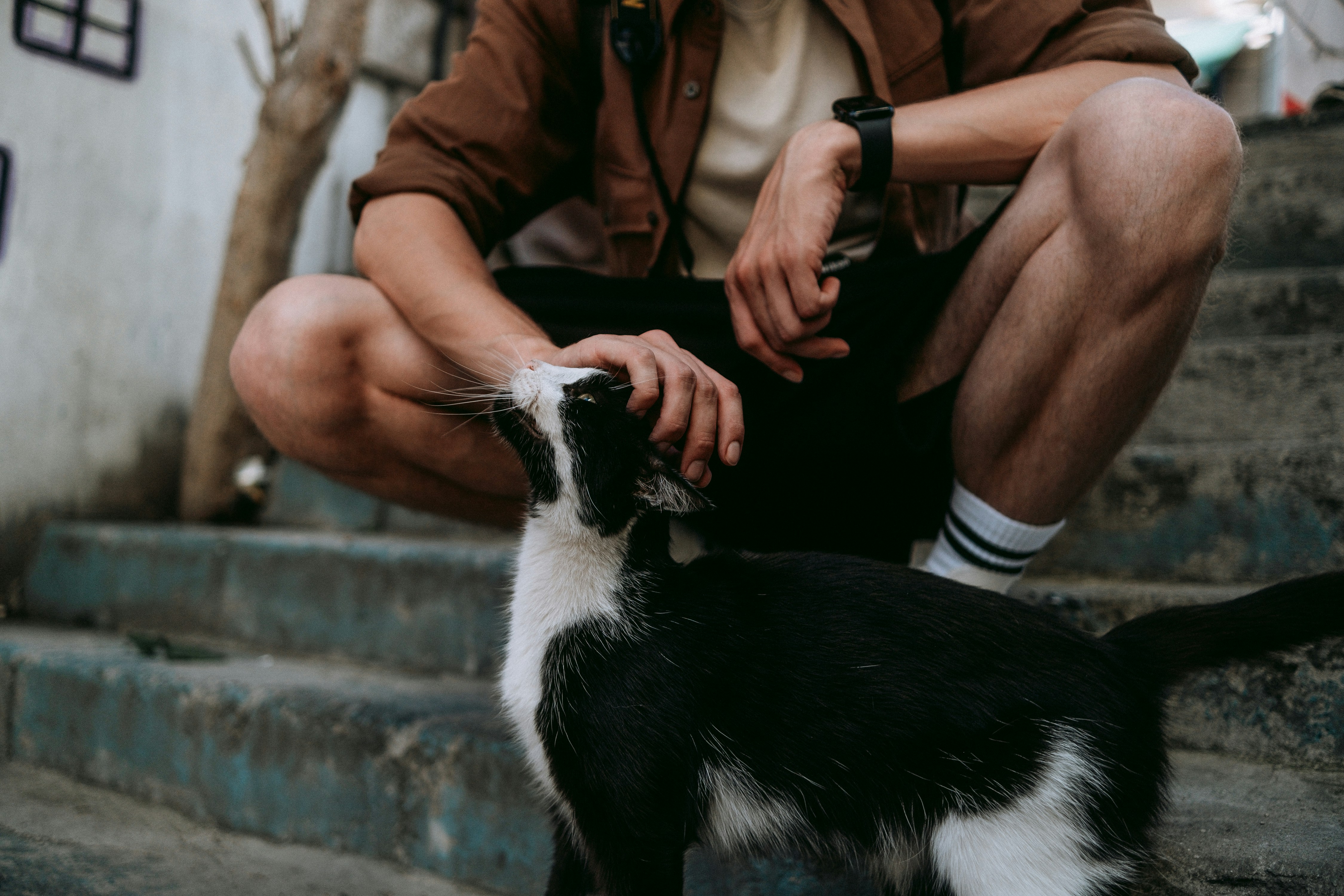 Nighttime: The Secret Hour of Feline Affection (image credits: unsplash)