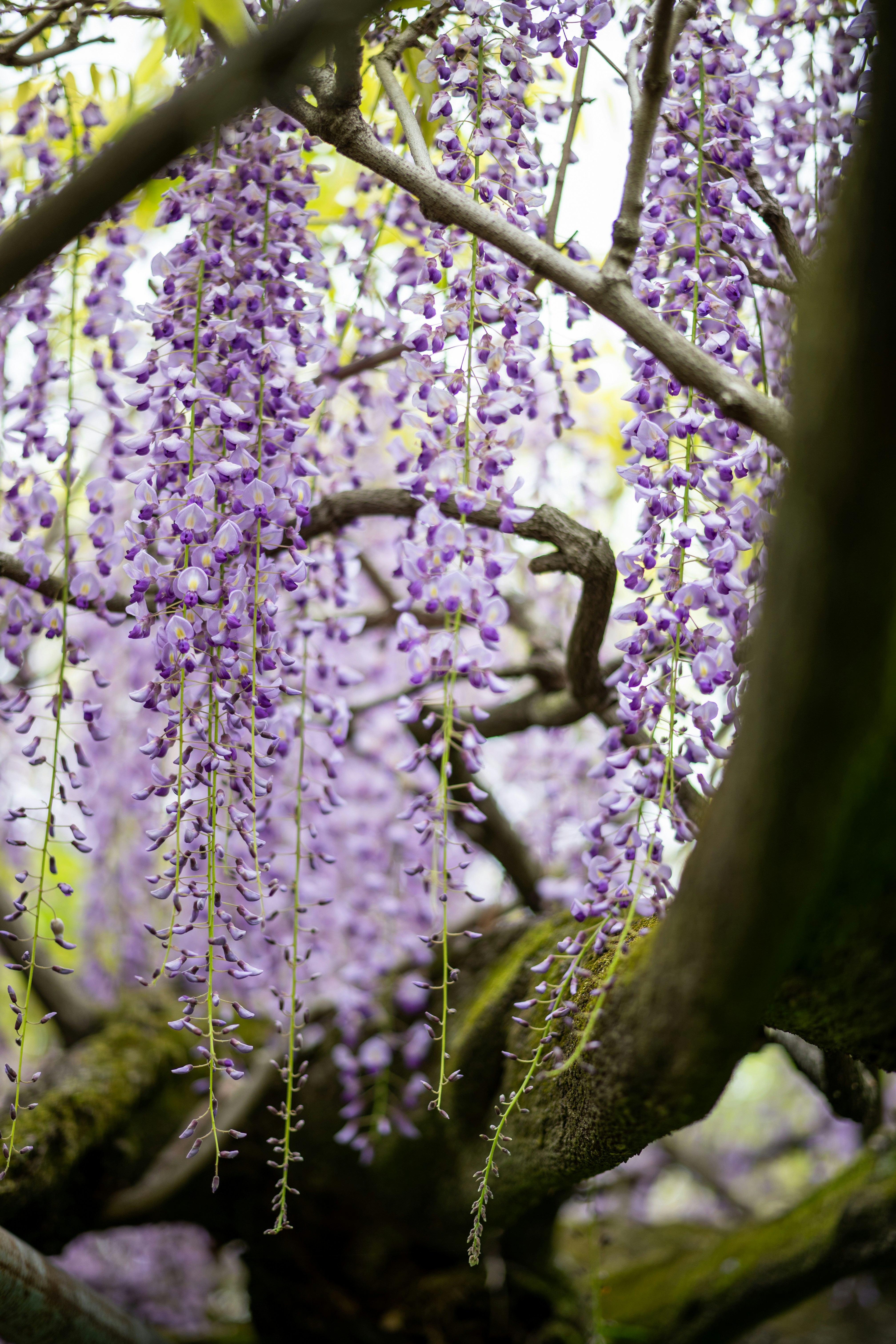 Glicínias roxas florescem em cascata de uma árvore. foto – Imagem grátis na  Unsplash, image size:3000x4500