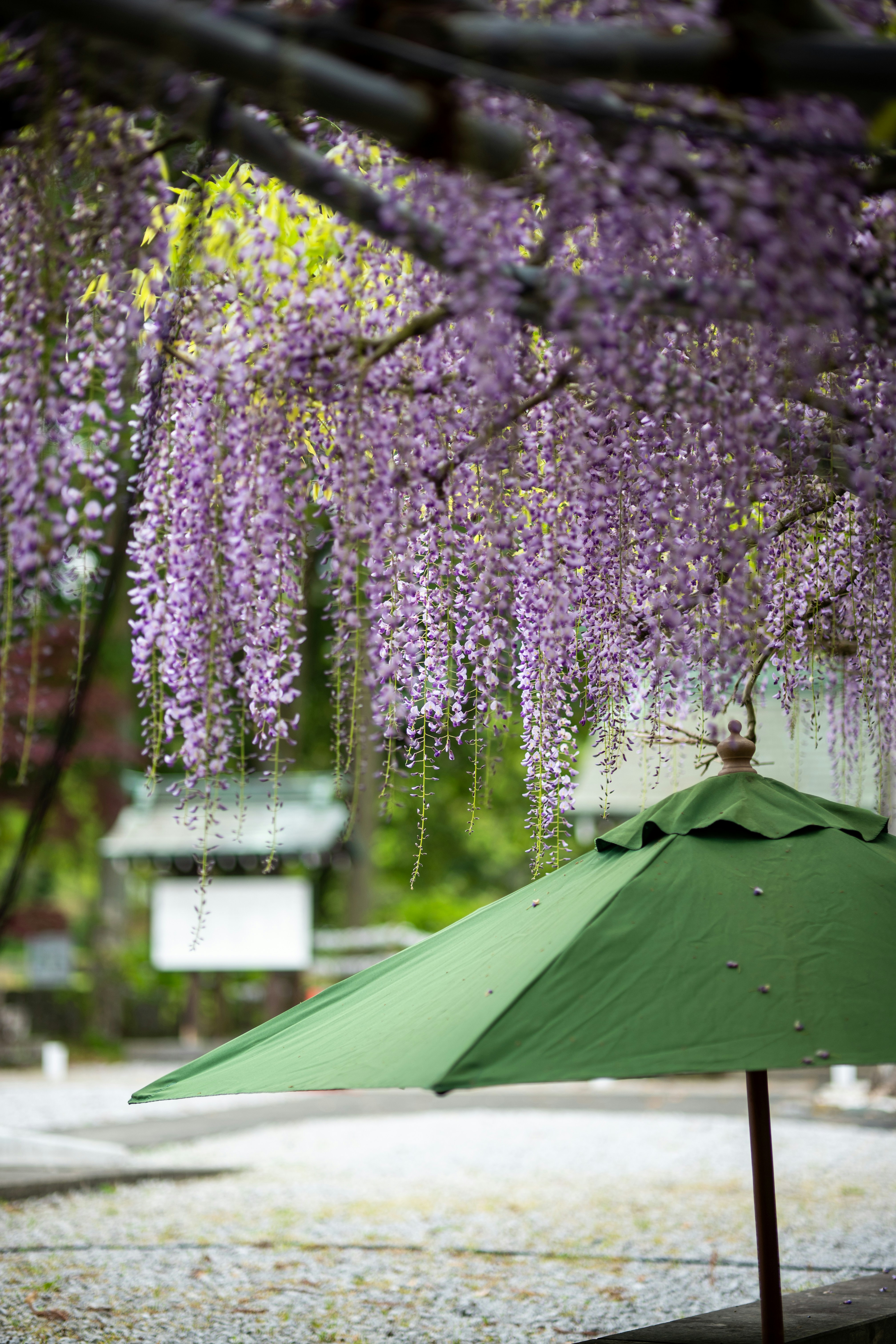 Luxury glamping tent in Japanese nature