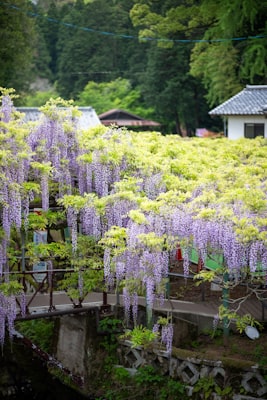 Wisteria sinensis Amethyst