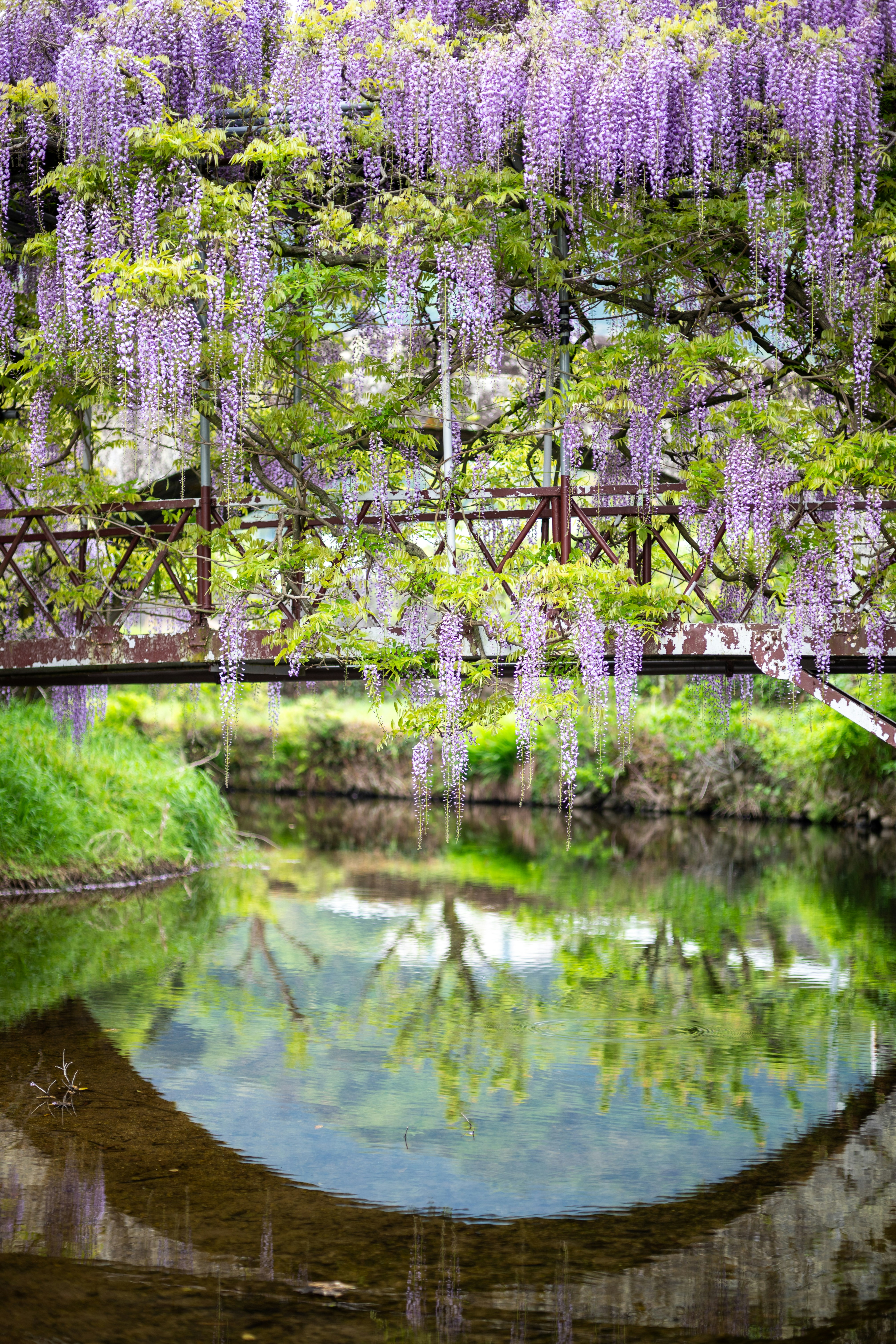 Purple wisteria blooms over a bridge and river. photo  Free Green Image on  Unsplash