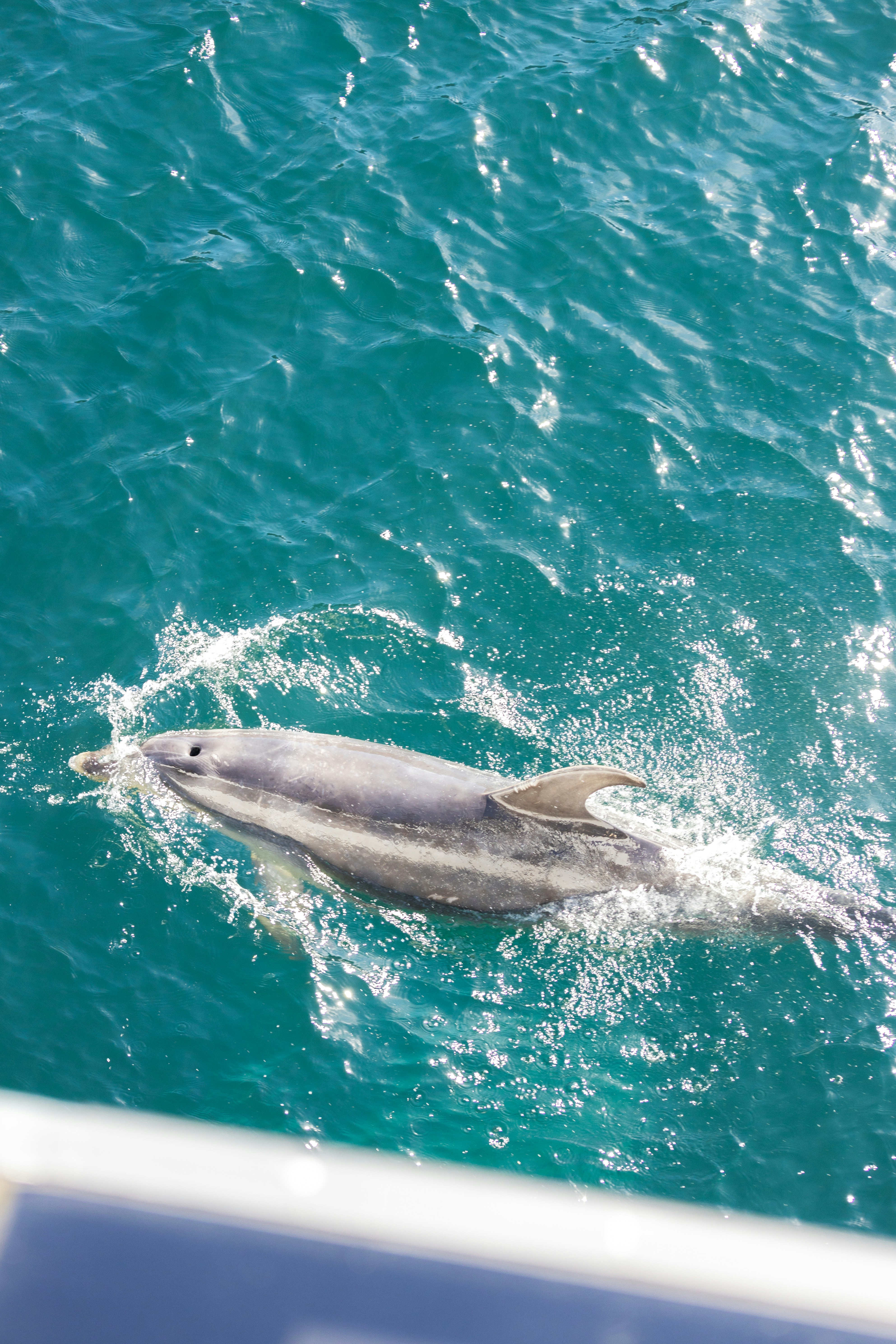 Un delfín salta fuera del agua.