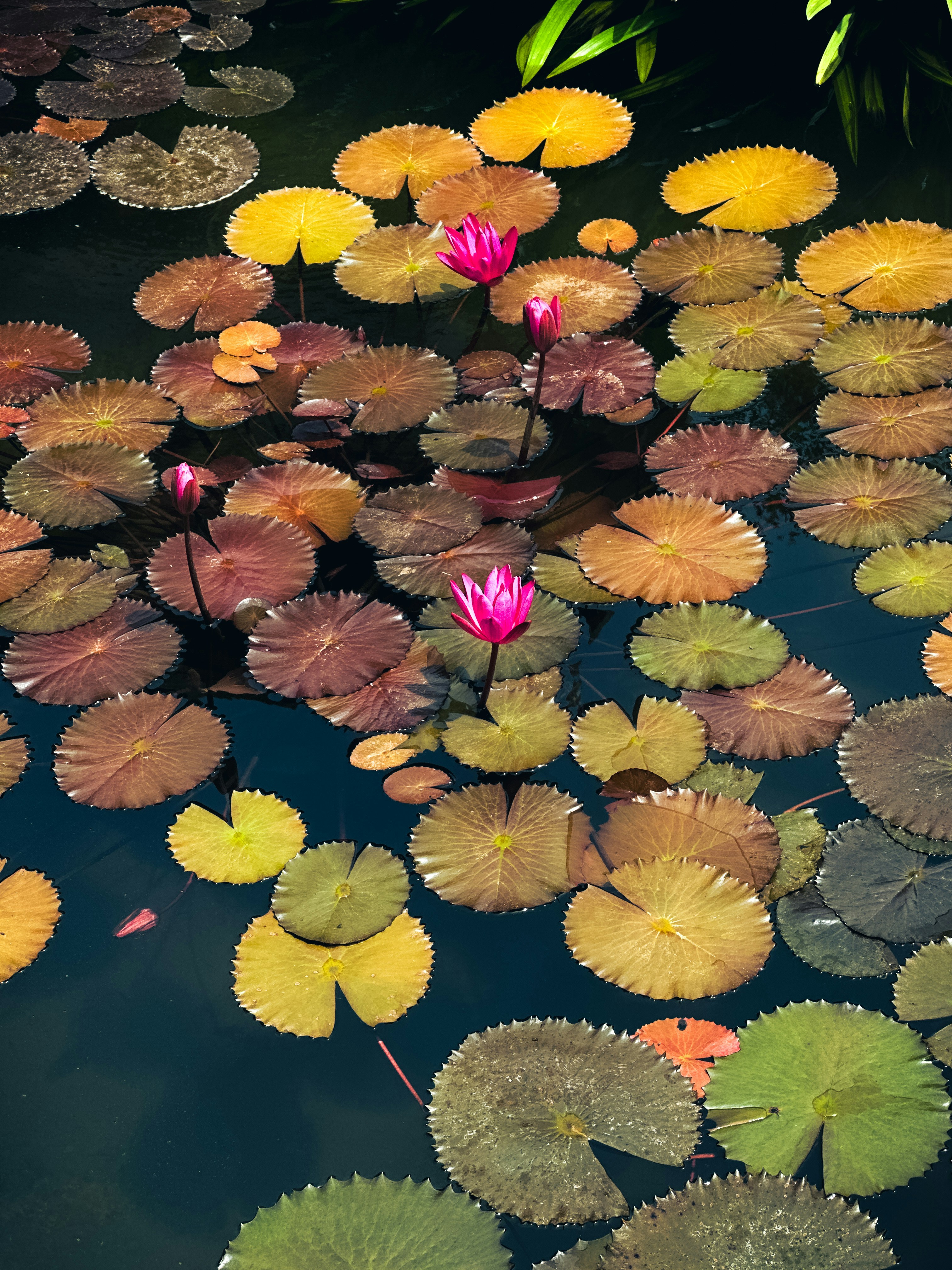 Vibrant pink water lilies float on a pond.