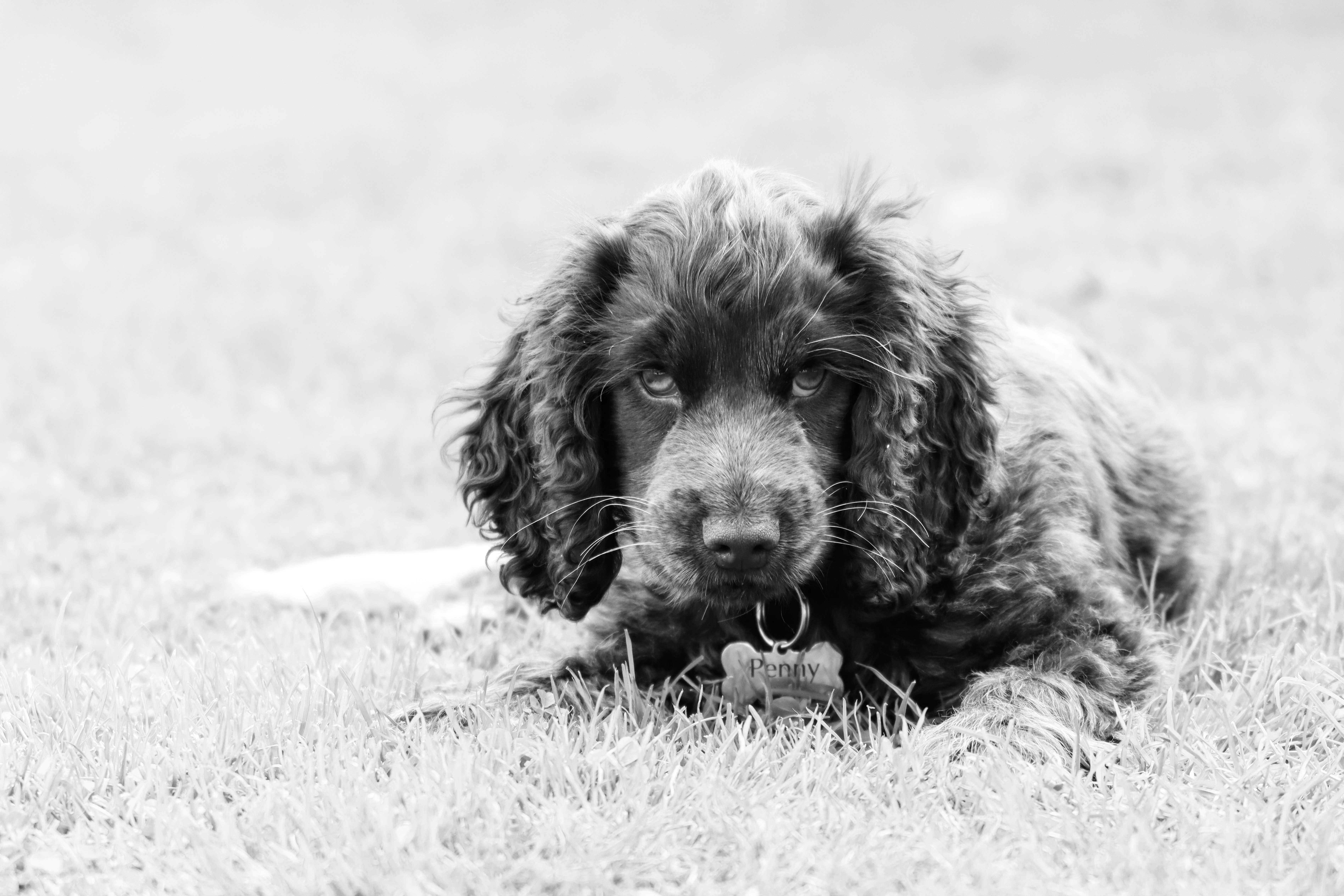 A curly-haired dog is relaxing in the grass.