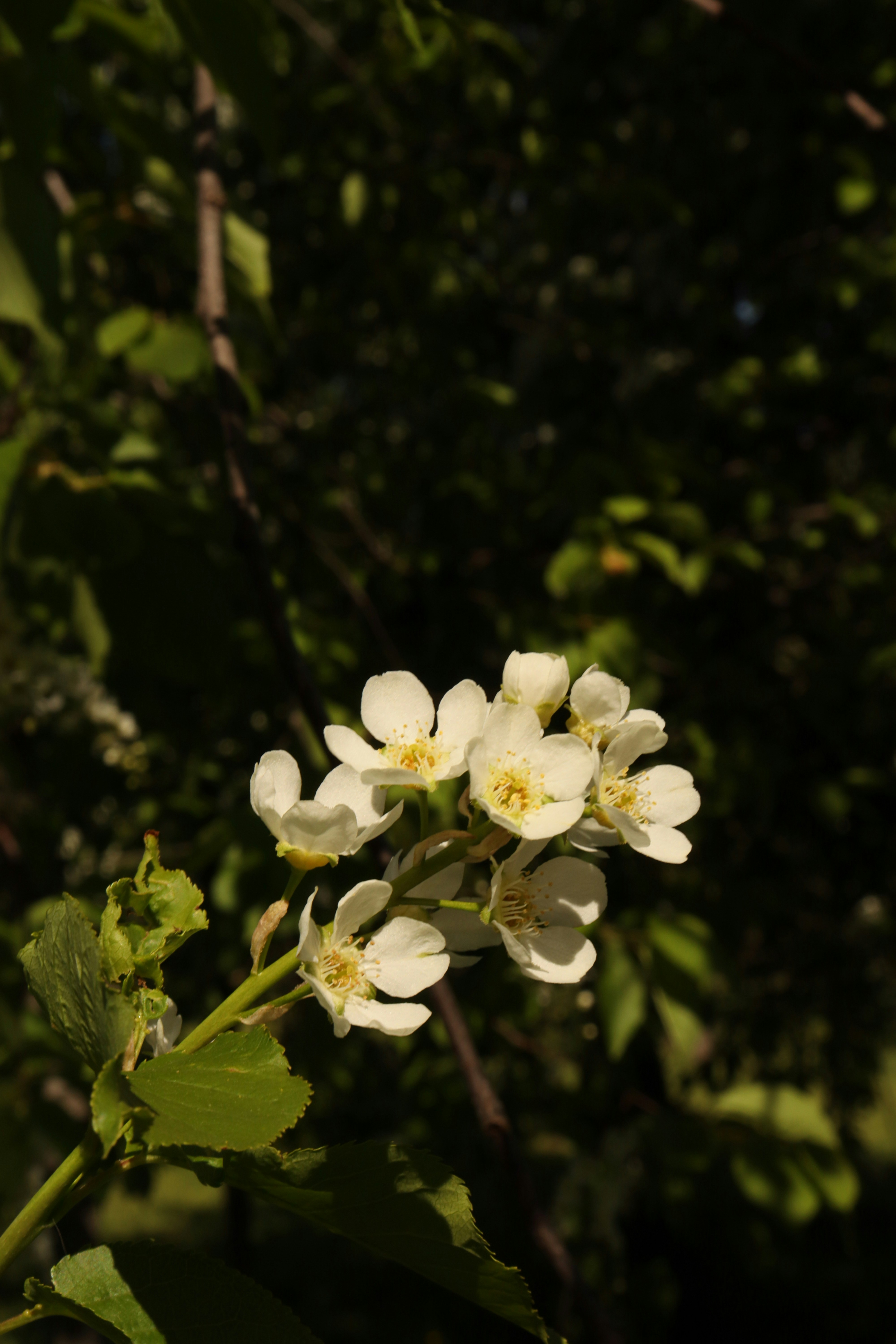 Photo by bored_mongoose