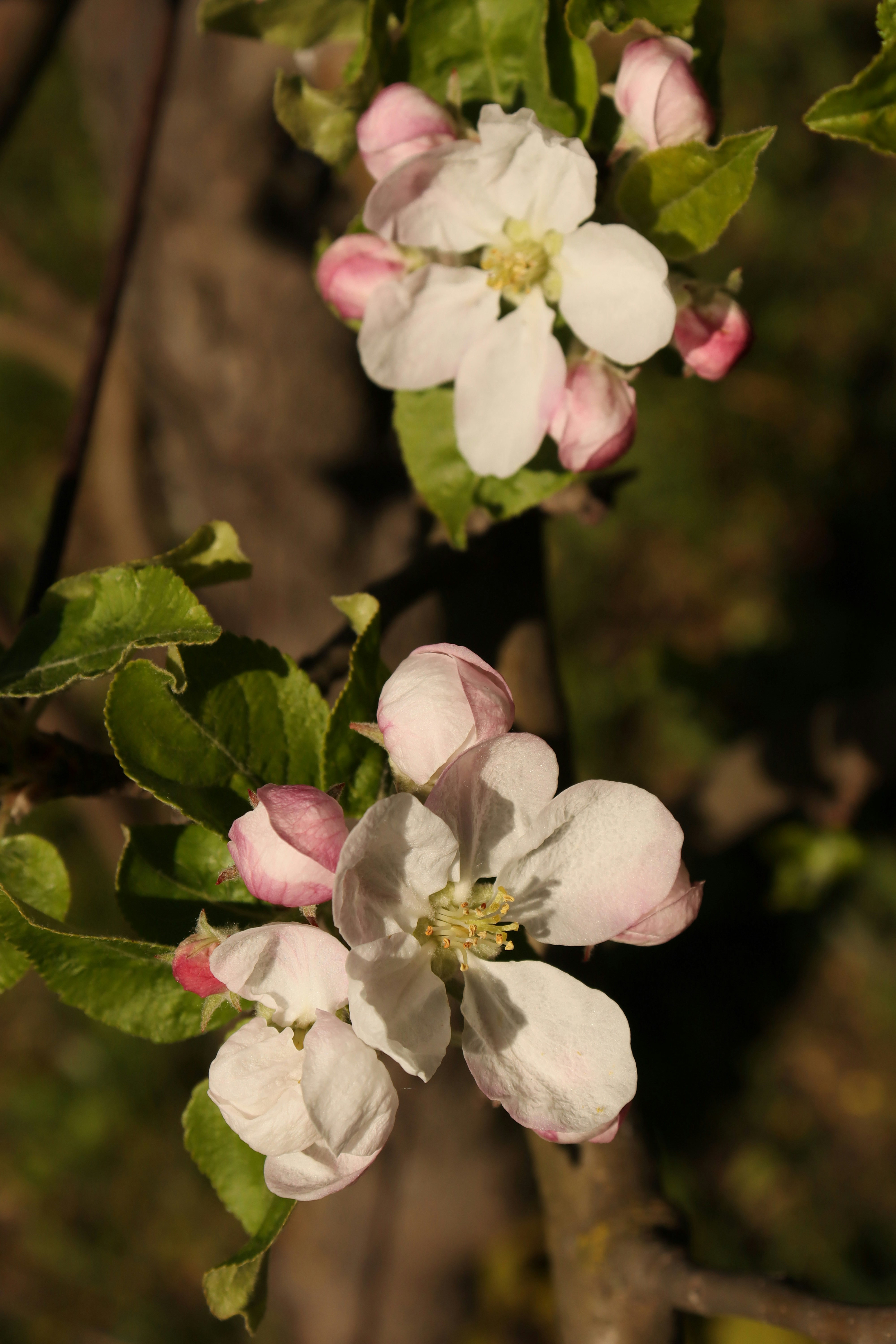 Photo by bored_mongoose