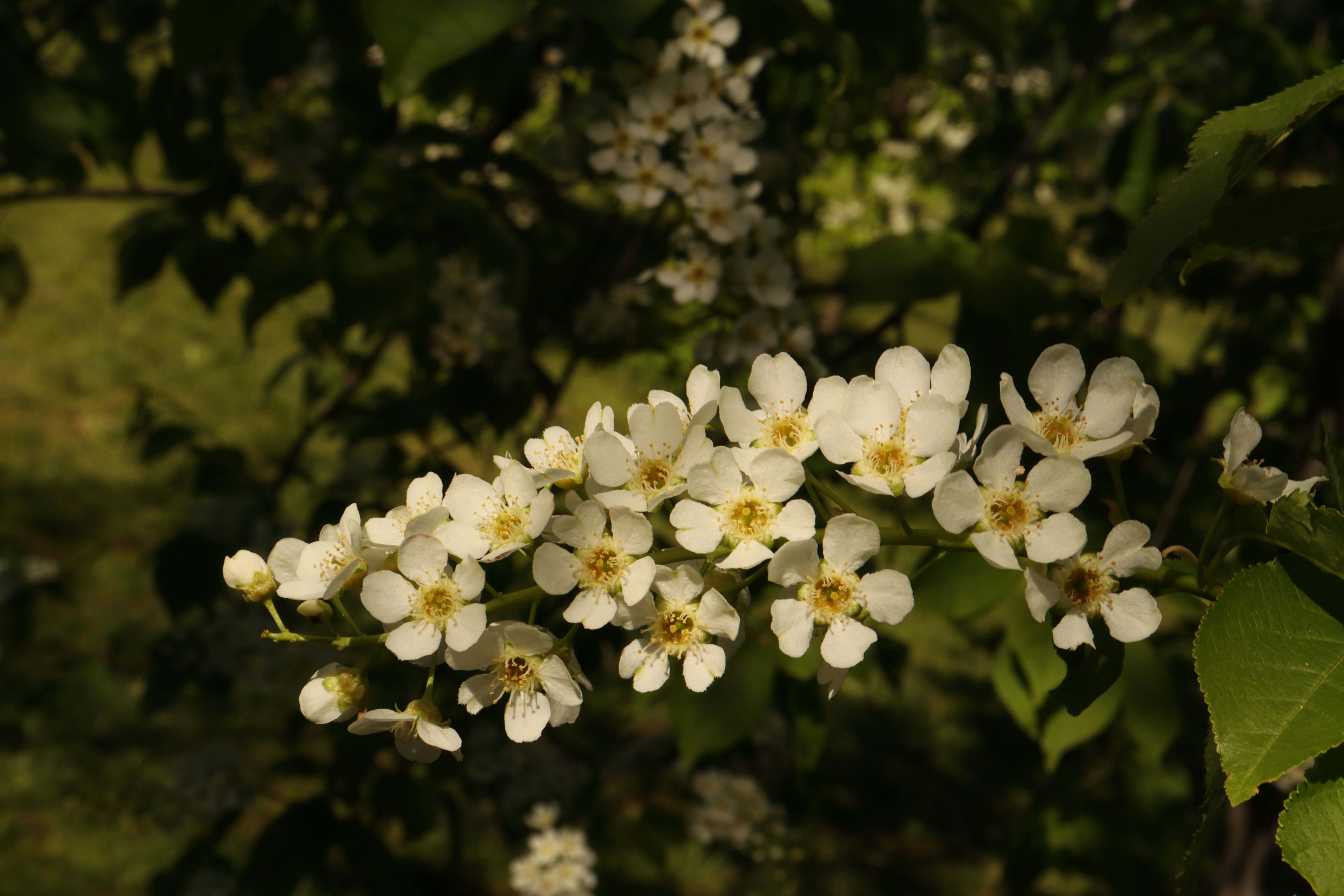 Photo by bored_mongoose