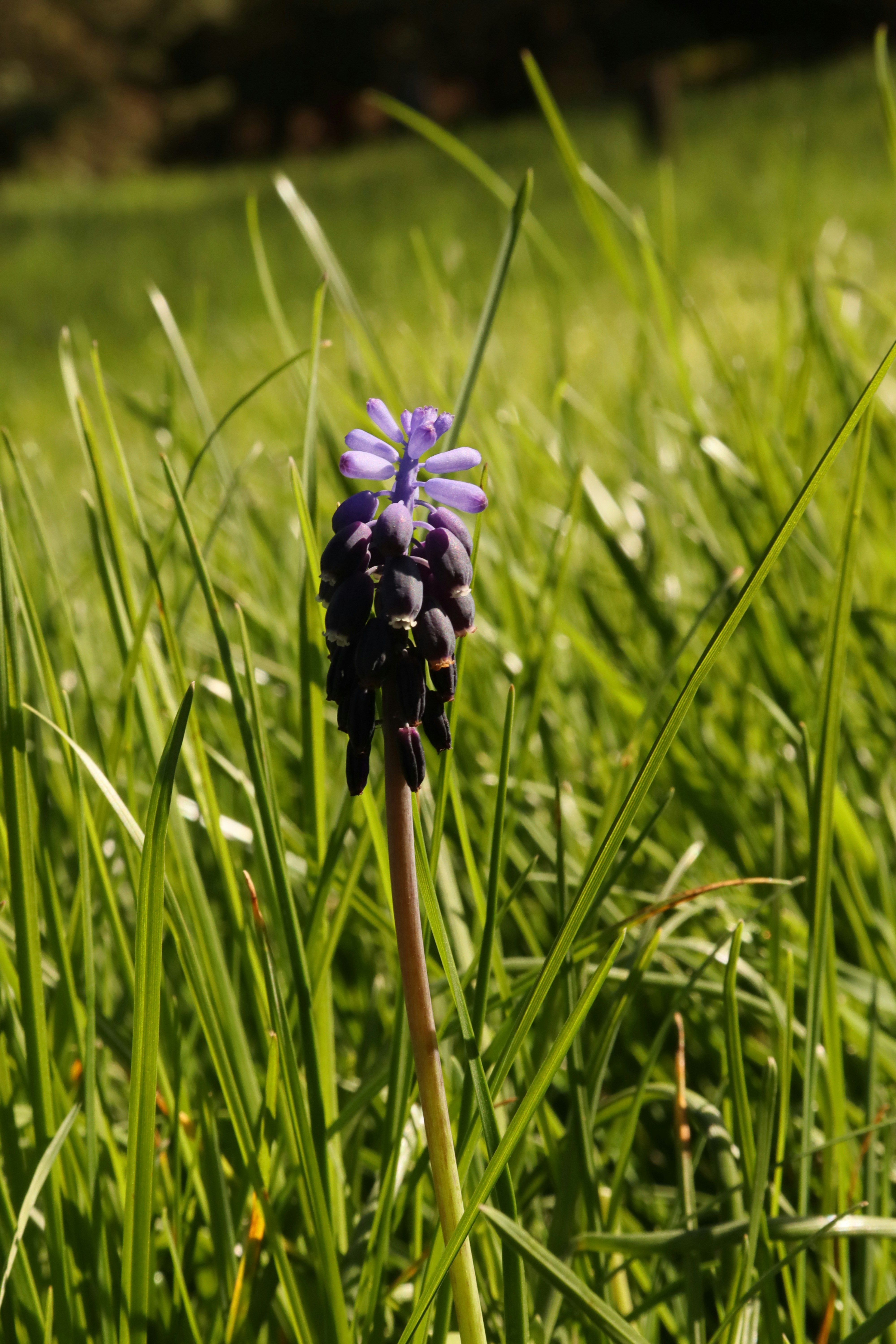 Photo by bored_mongoose