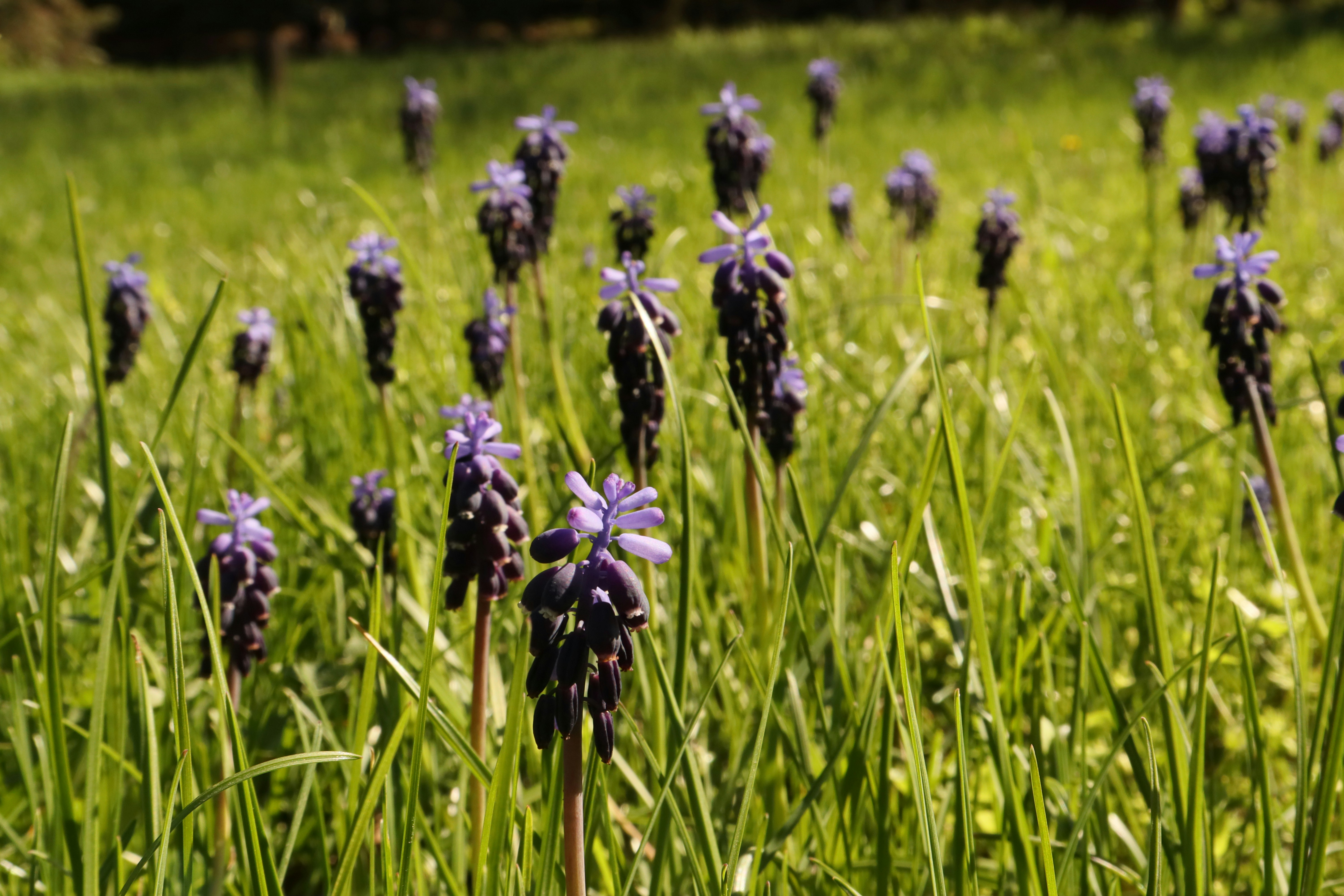 Photo by bored_mongoose