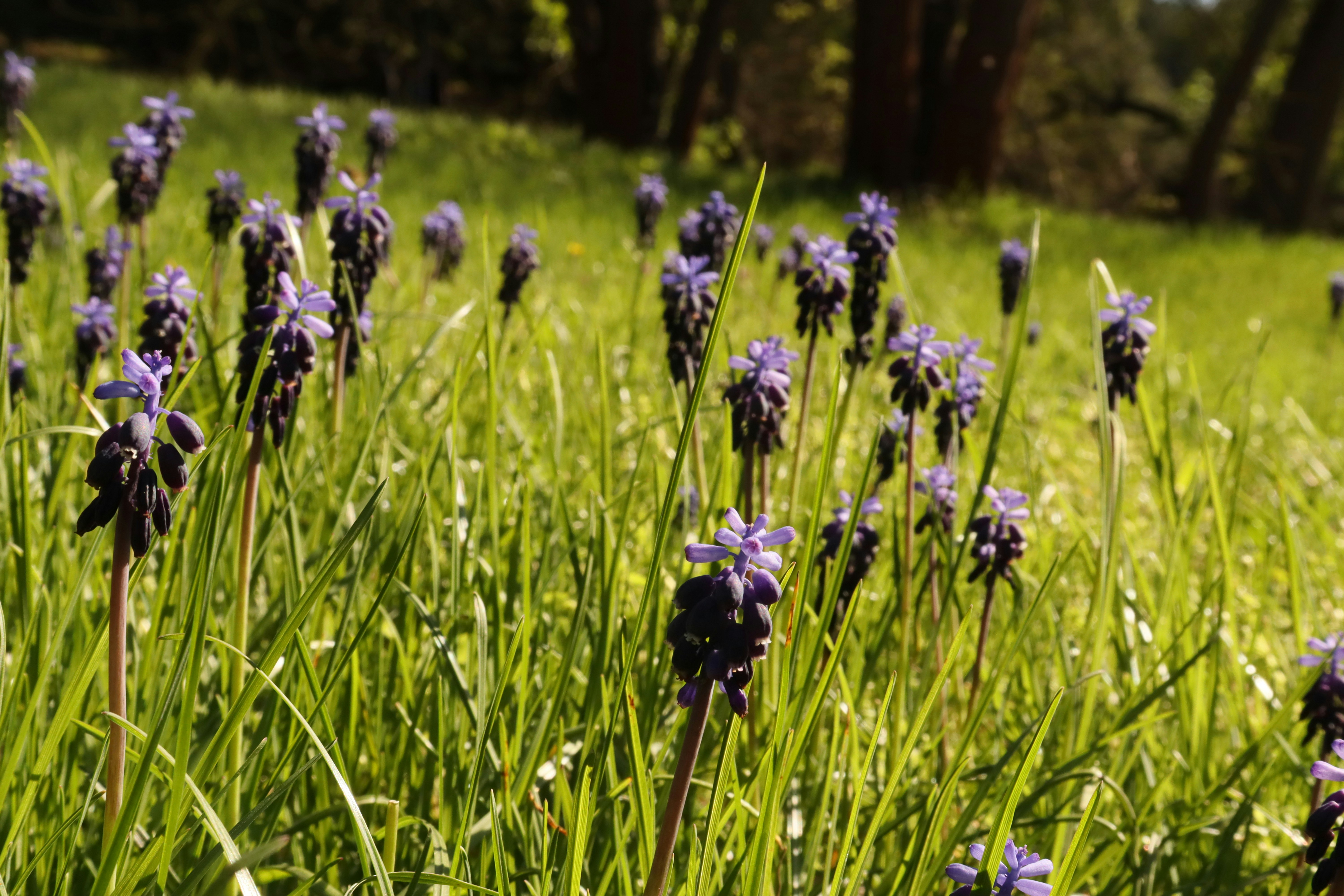 Photo by bored_mongoose