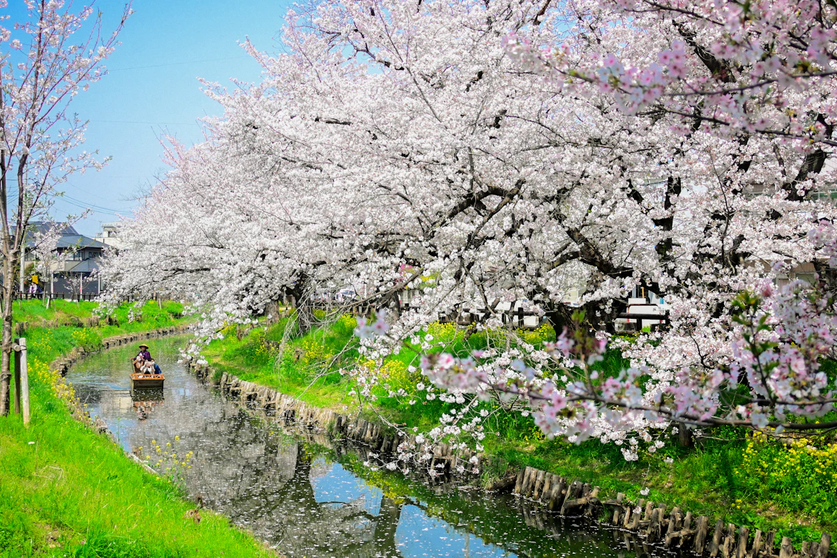 Cherry blossom trees overhanging a tranquil canal with soft reflections in the water