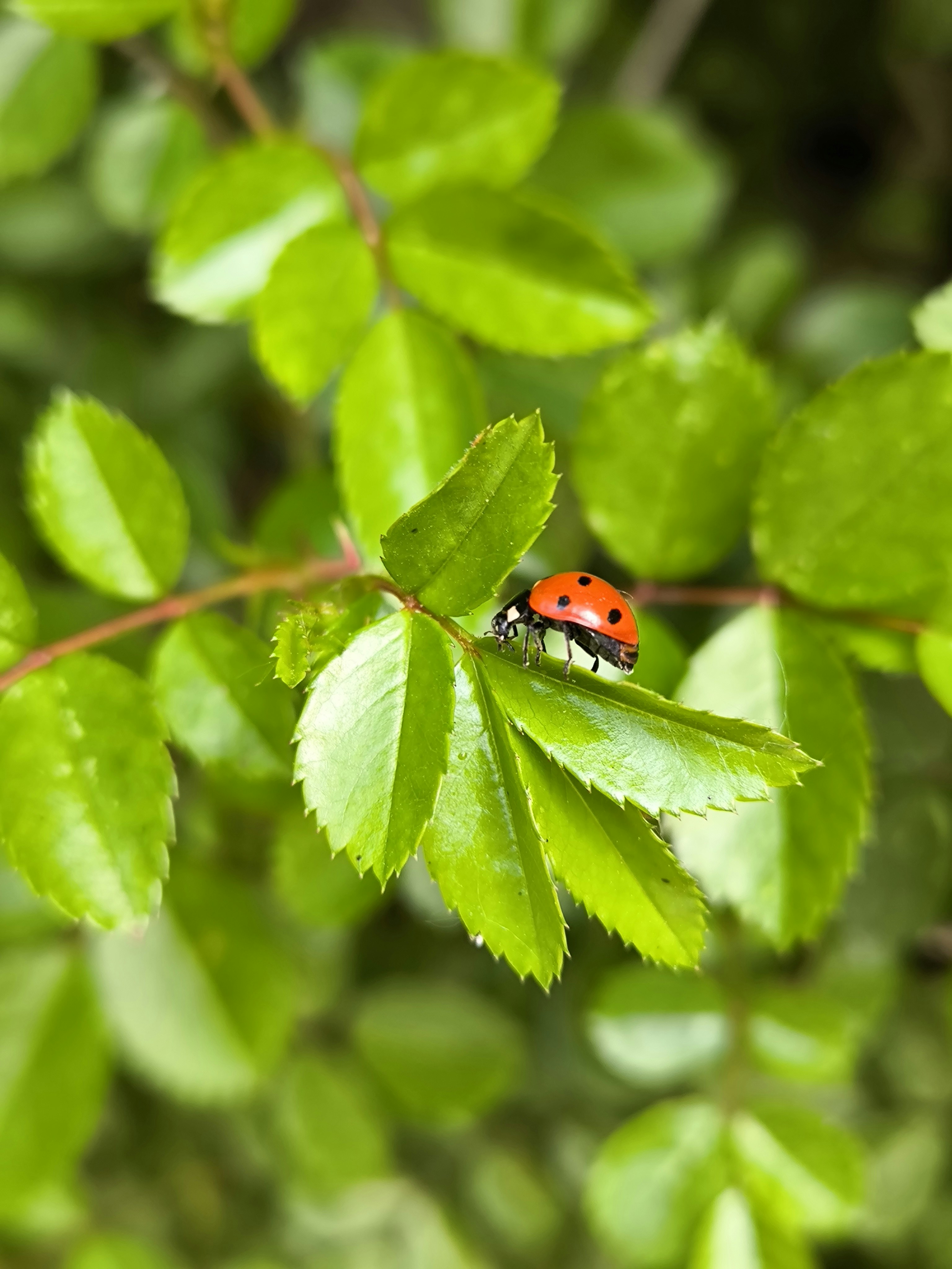 A ladybug rests on a green leaf.
