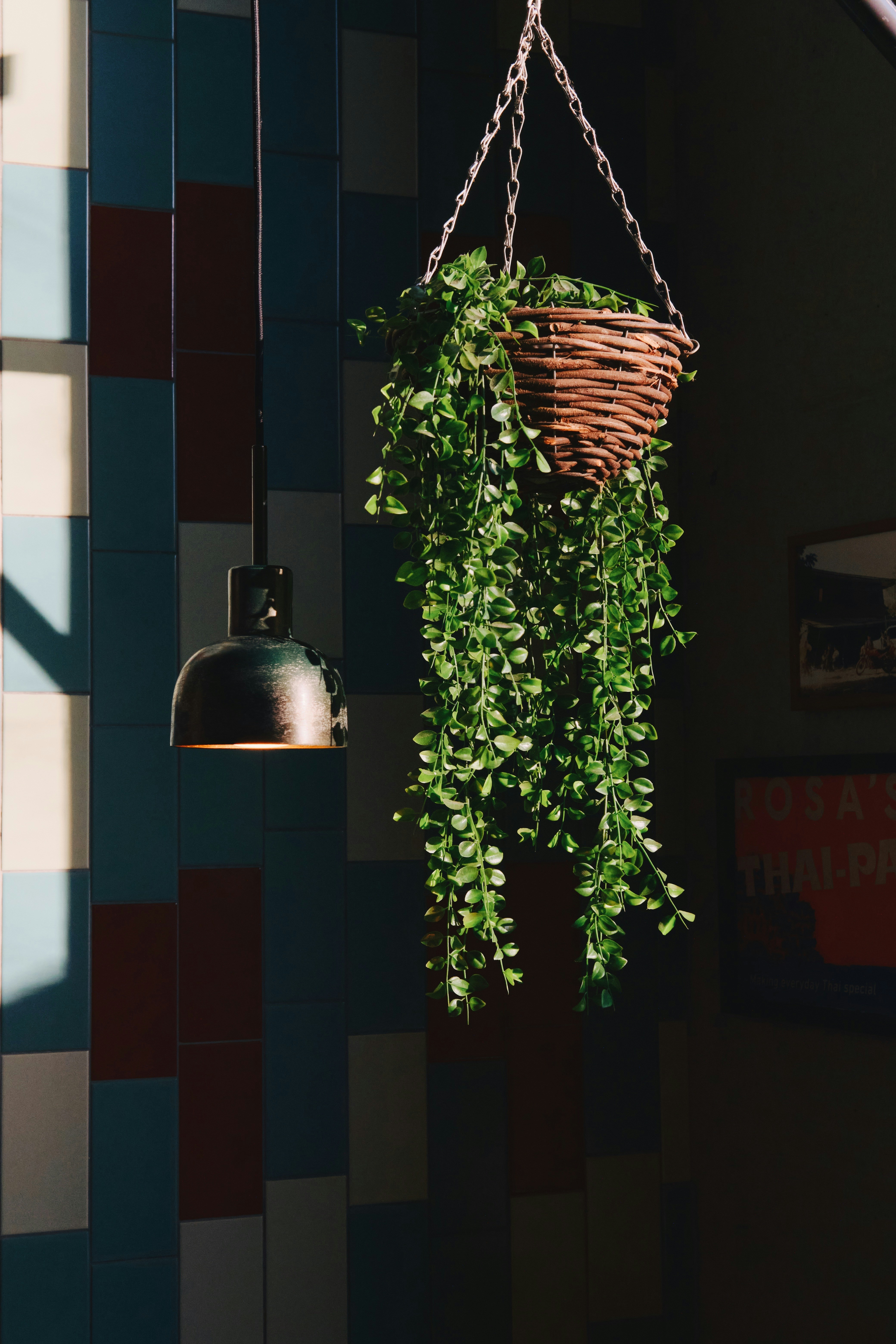 Hängepflanze mit einer Lampe, in einem stilvollen Interieur.