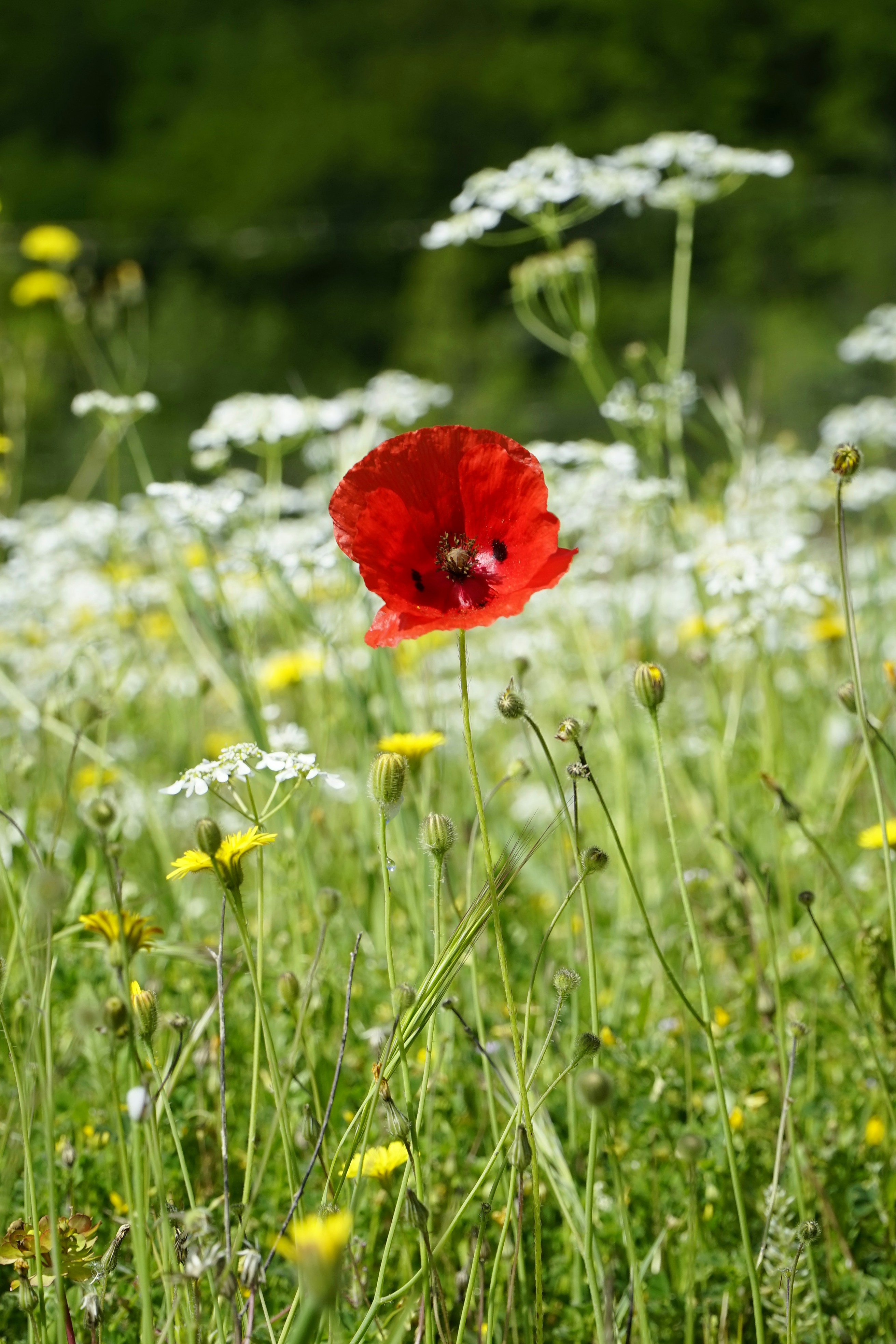 Photo by melanisticfox