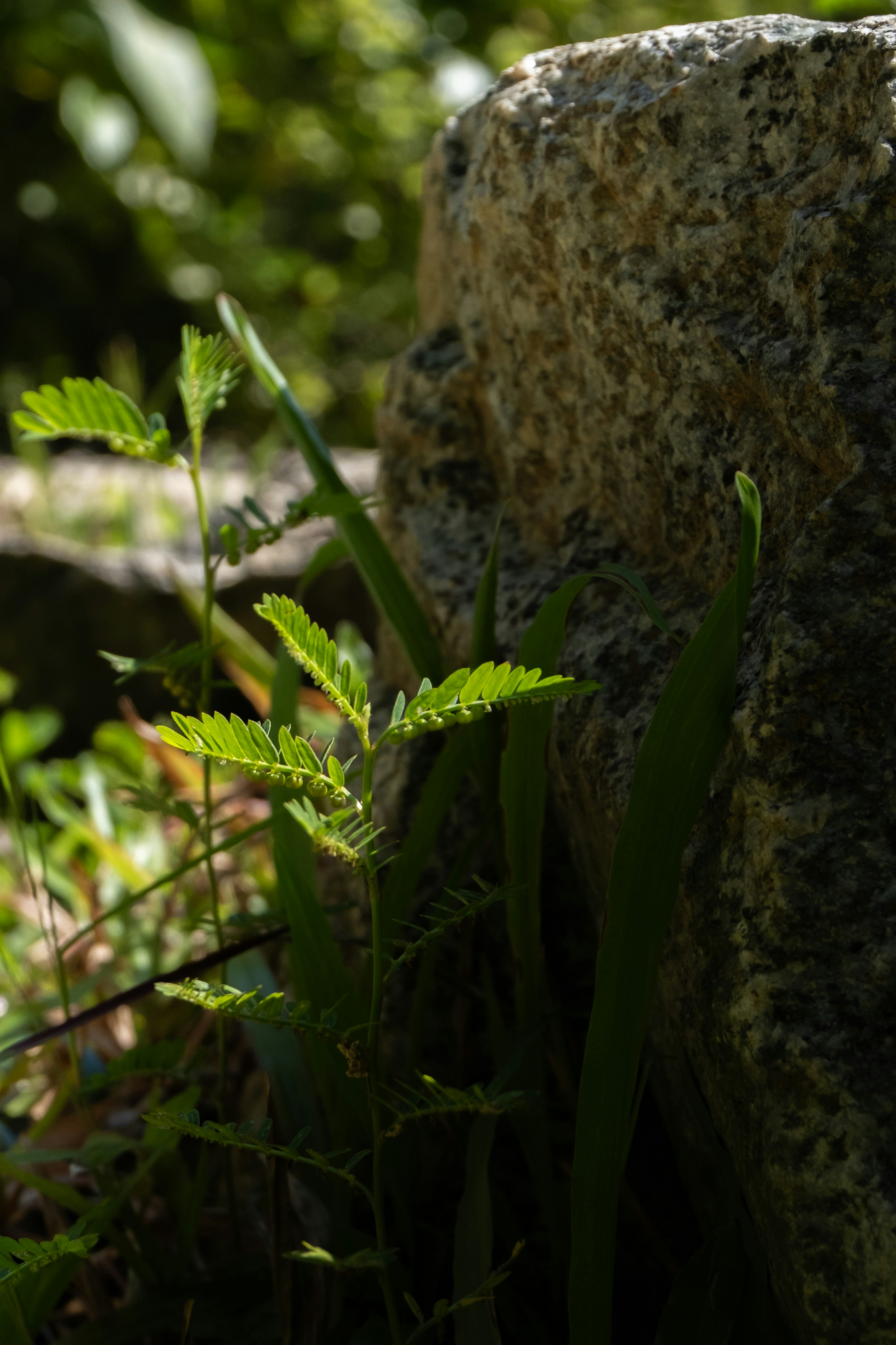 Green plants grow near a large rock.