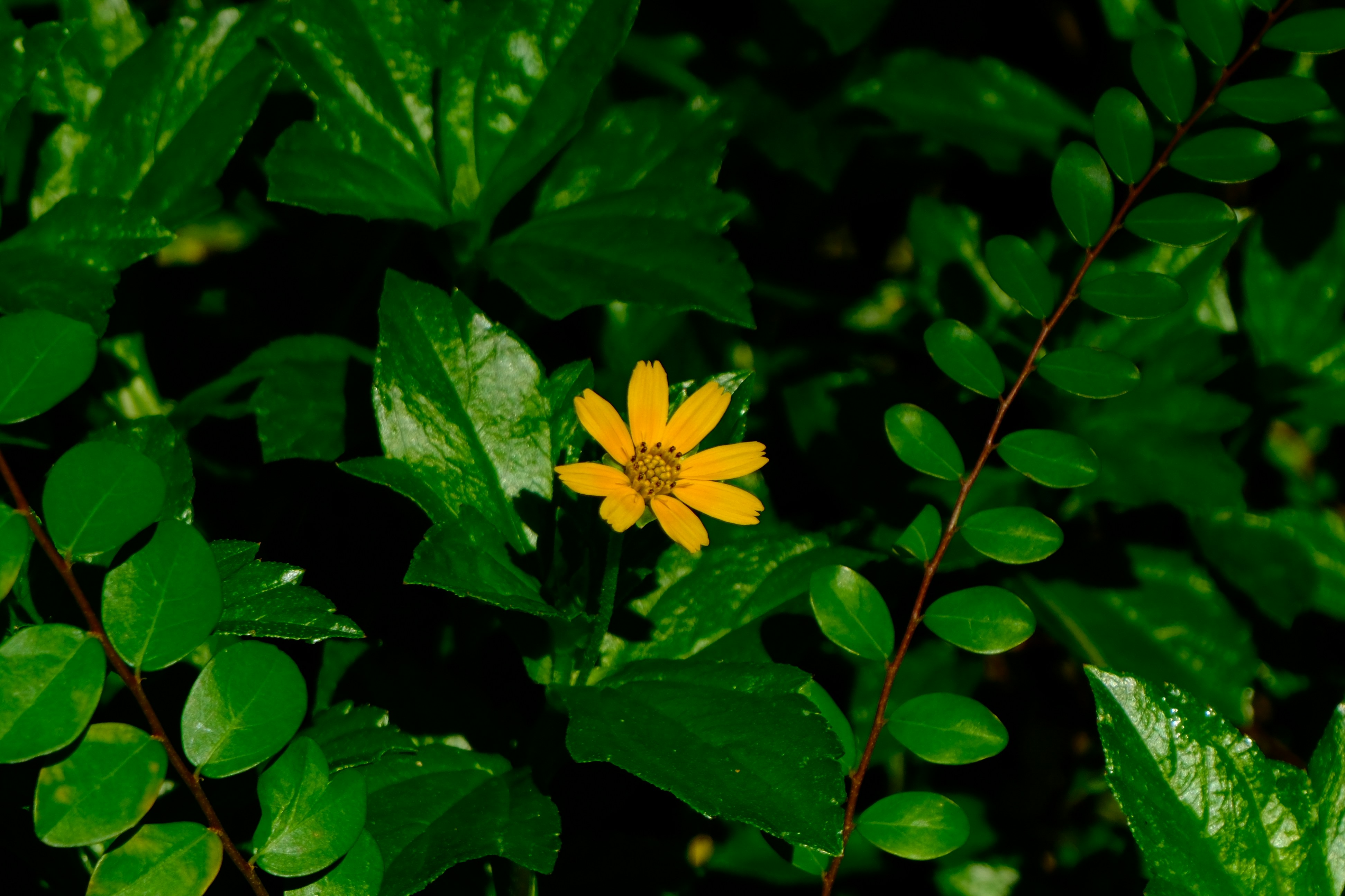 A small yellow flower surrounded by green leaves.