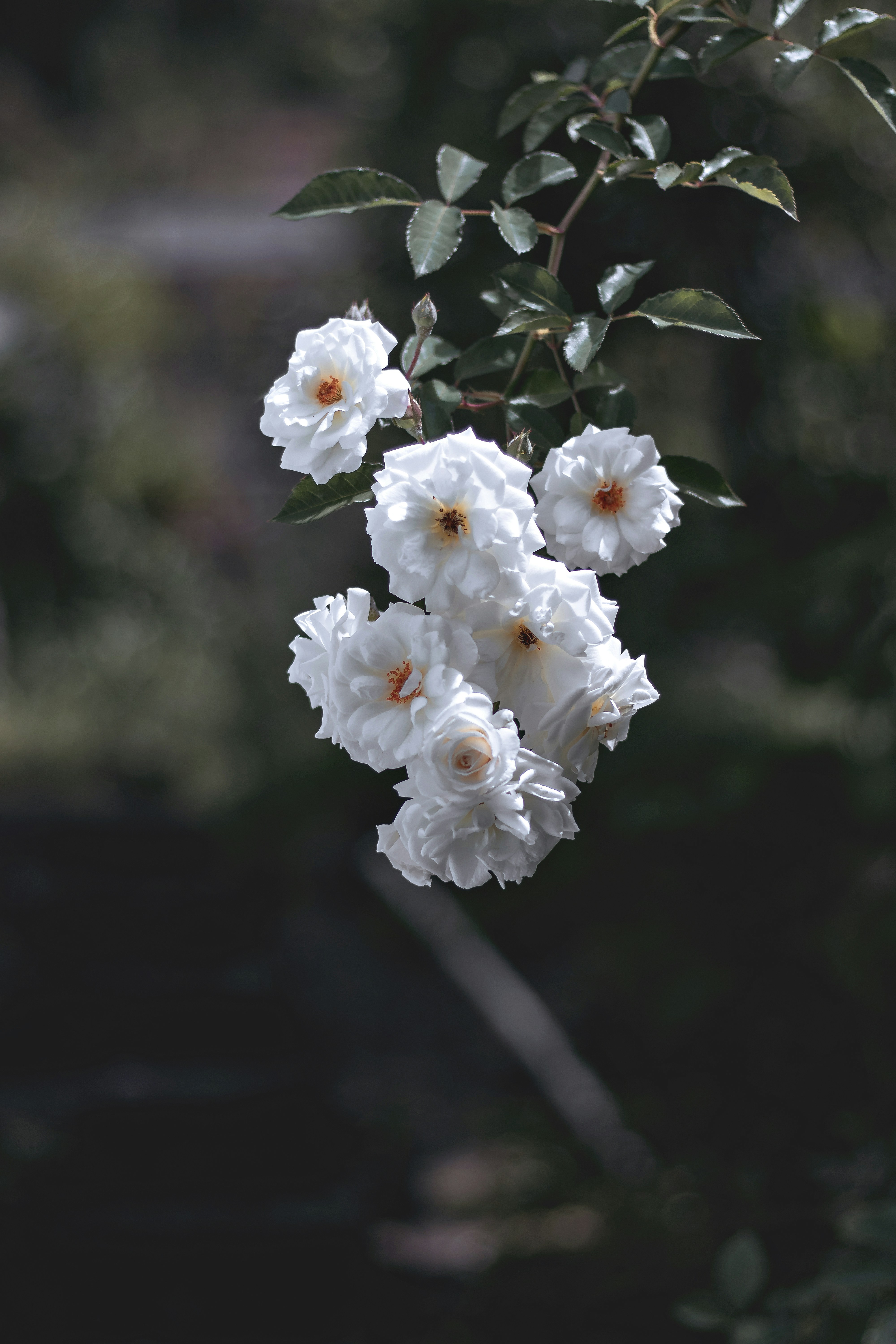A branch of white roses blossoms.