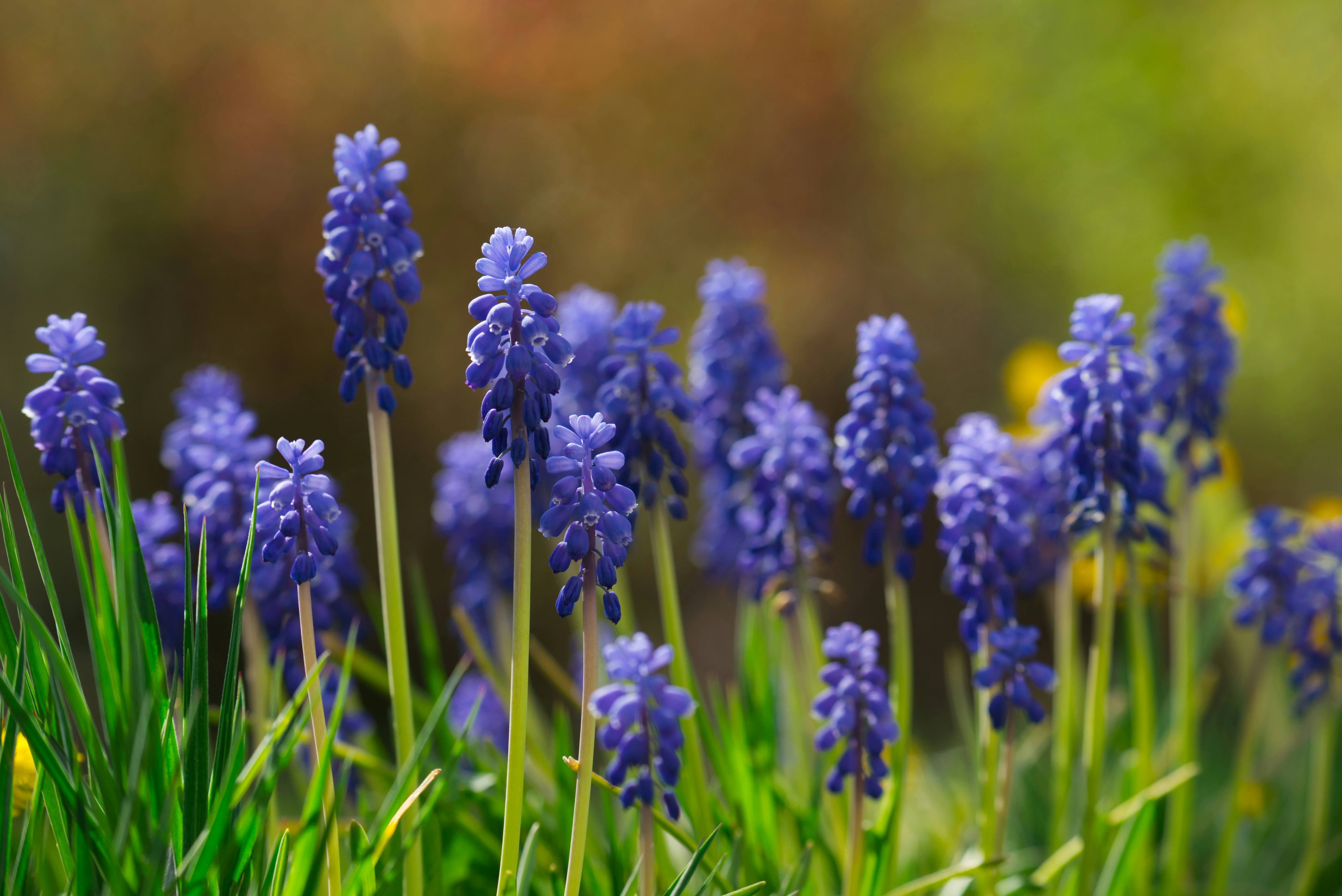Blue grape hyacinth flowers are blooming beautifully.
