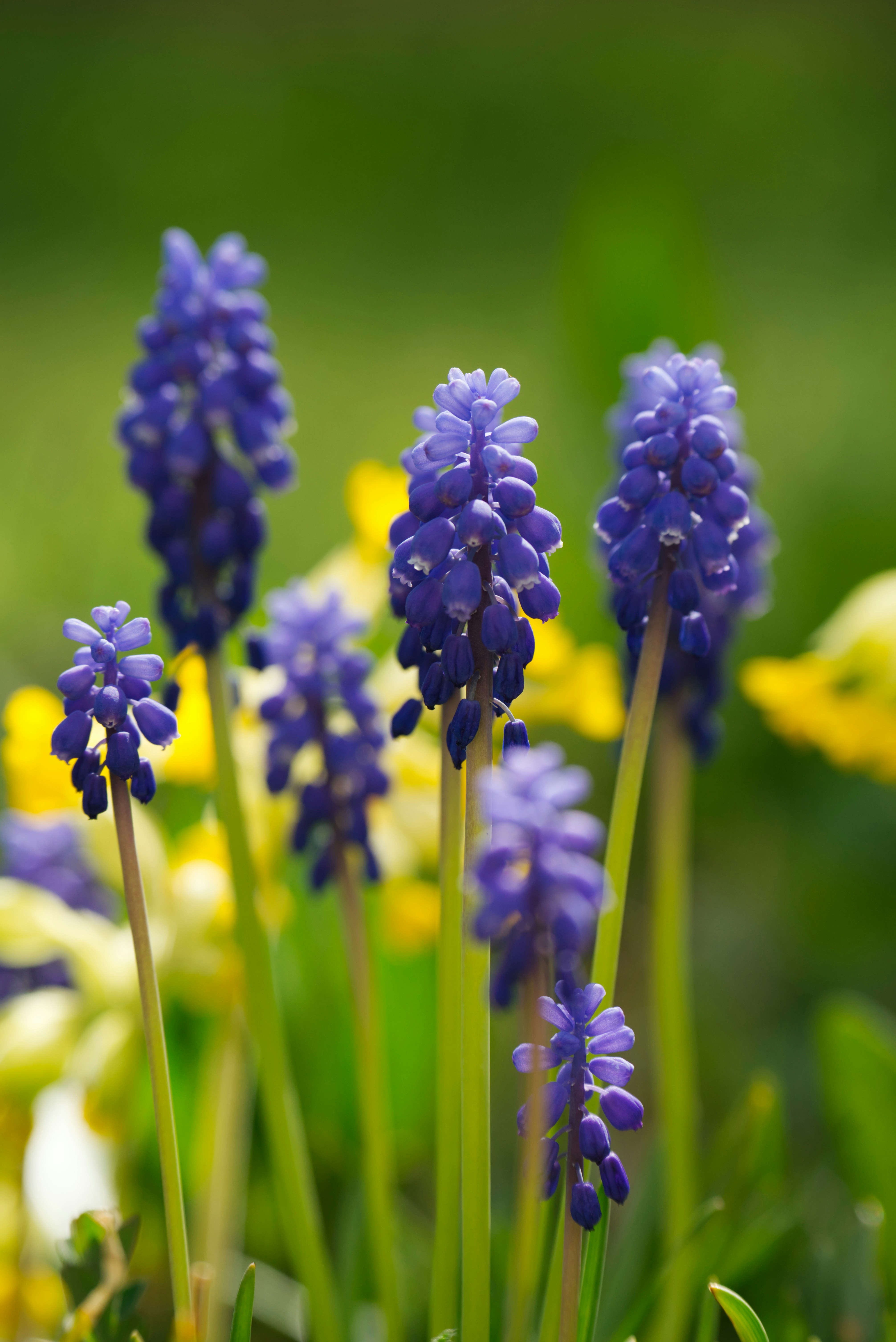 Blue grape hyacinth flowers are blooming in spring.