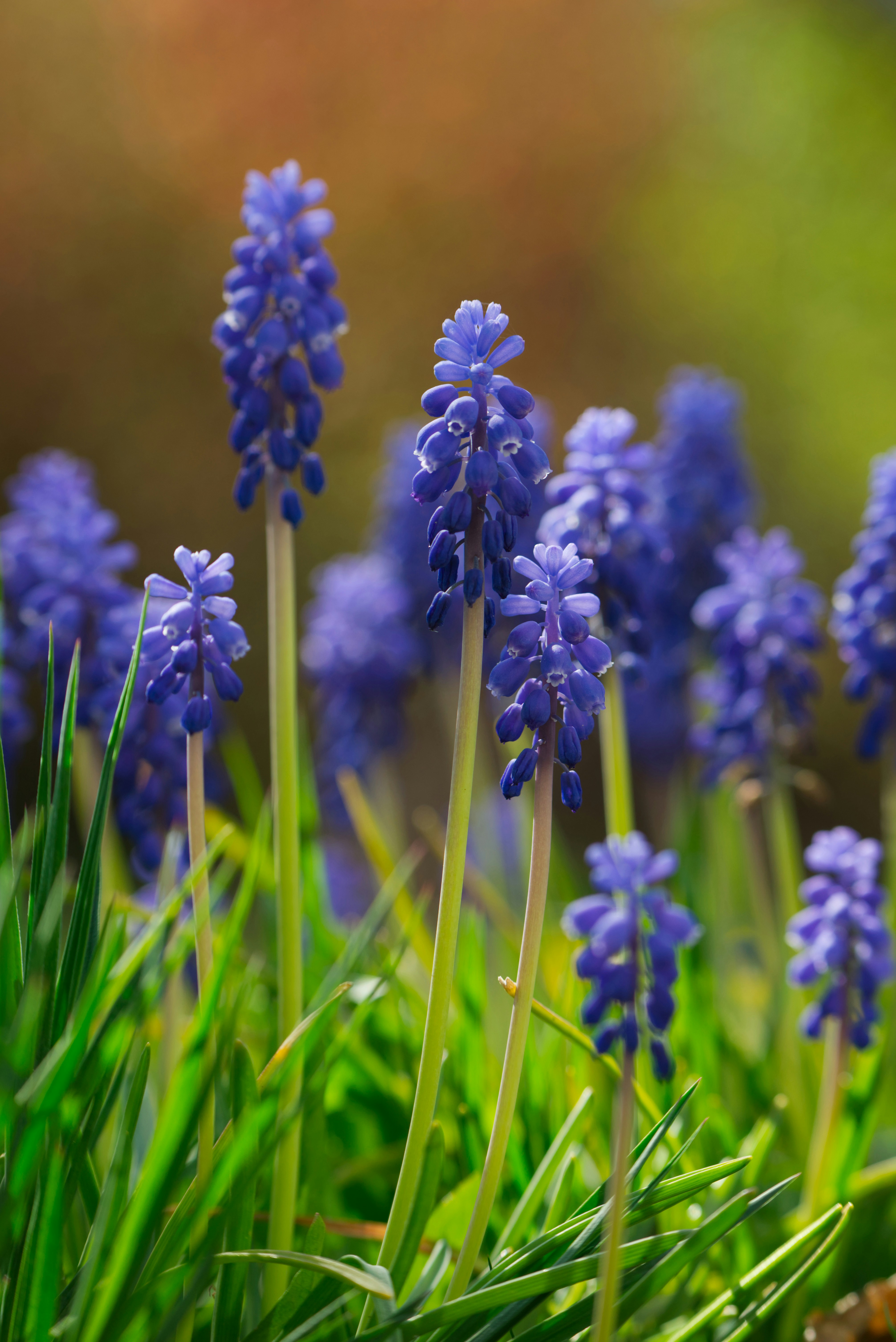 Blue grape hyacinth flowers in a garden.