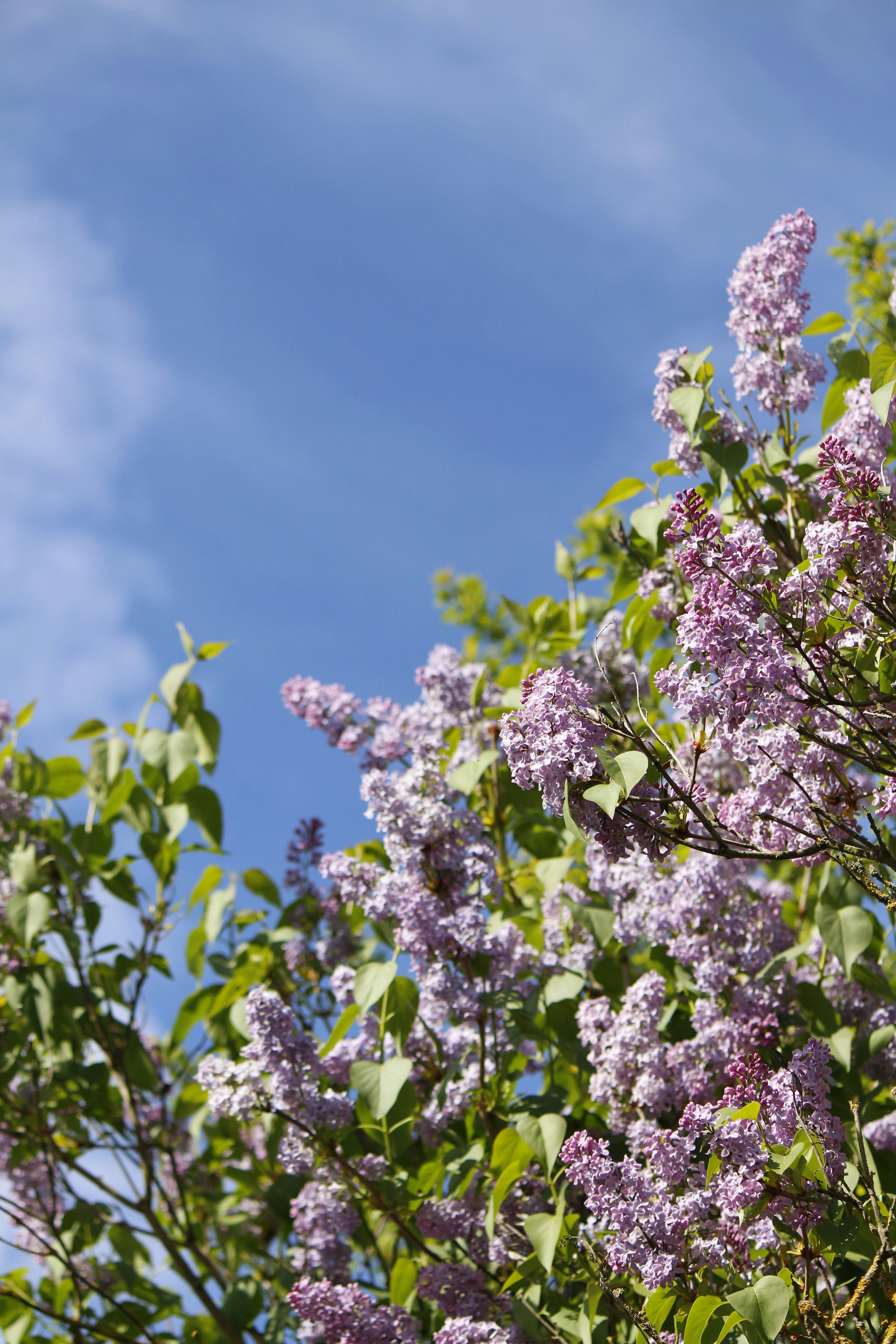 Purple lilacs bloom against a bright blue sky.