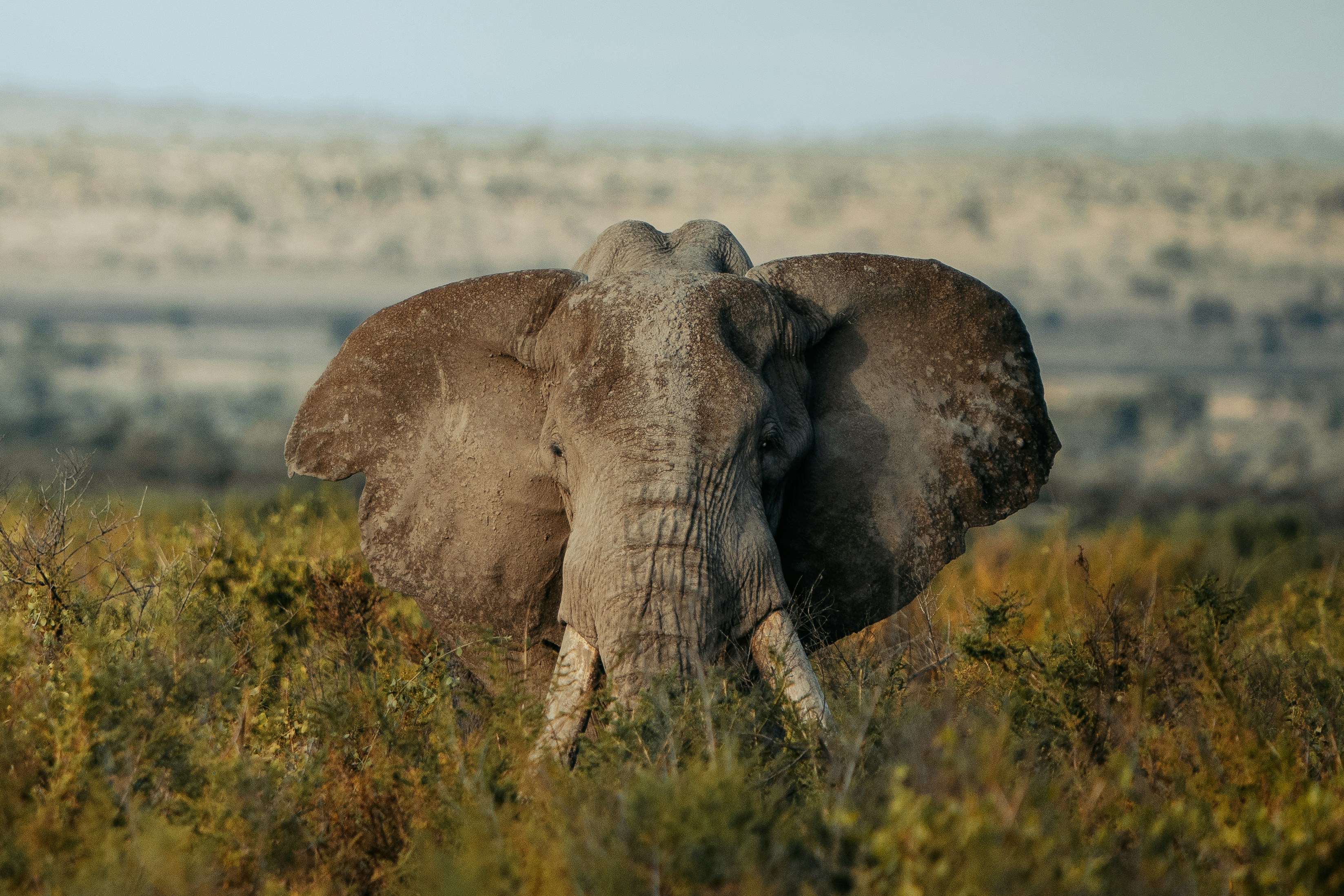 An elephant stands in a field.