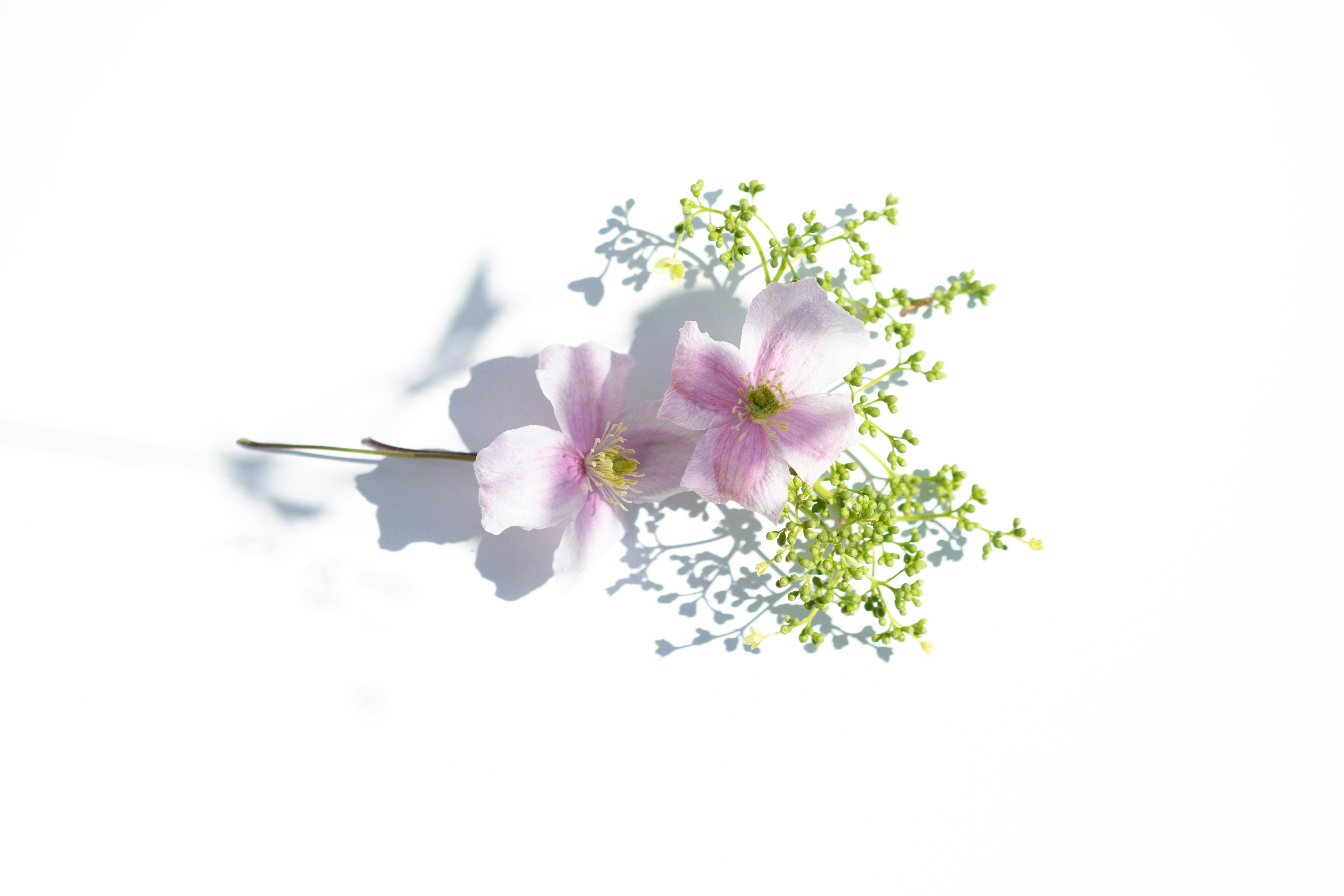 Clean, fresh and modern floral arrangement. Flowers from my garden