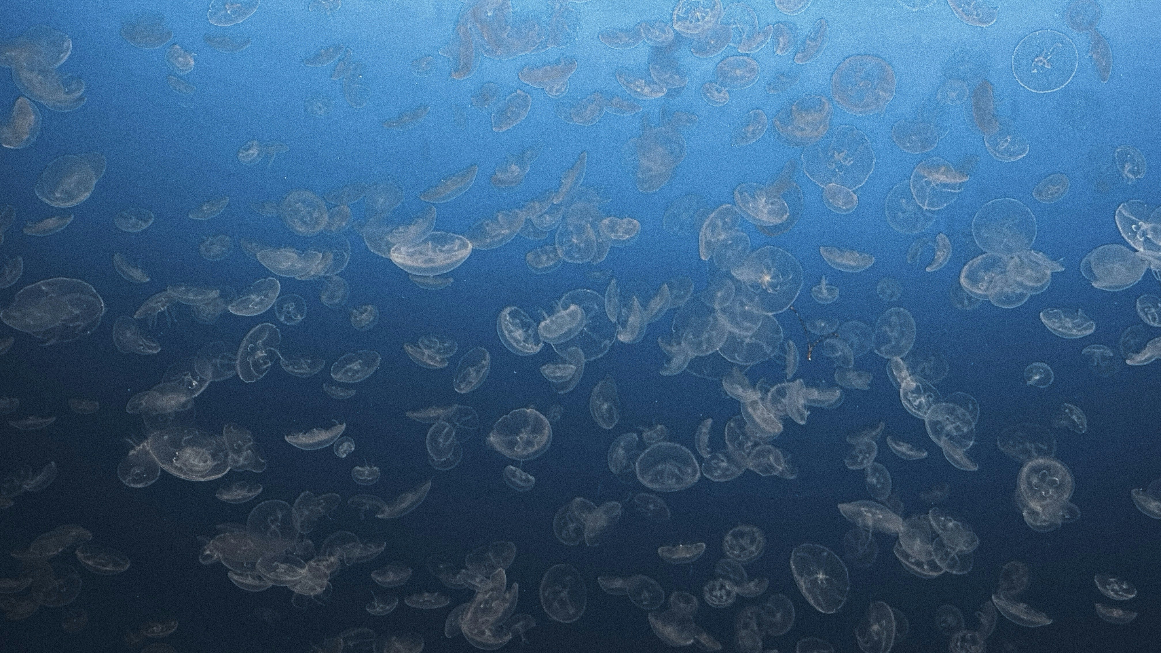 Photo by picsbyjameslee