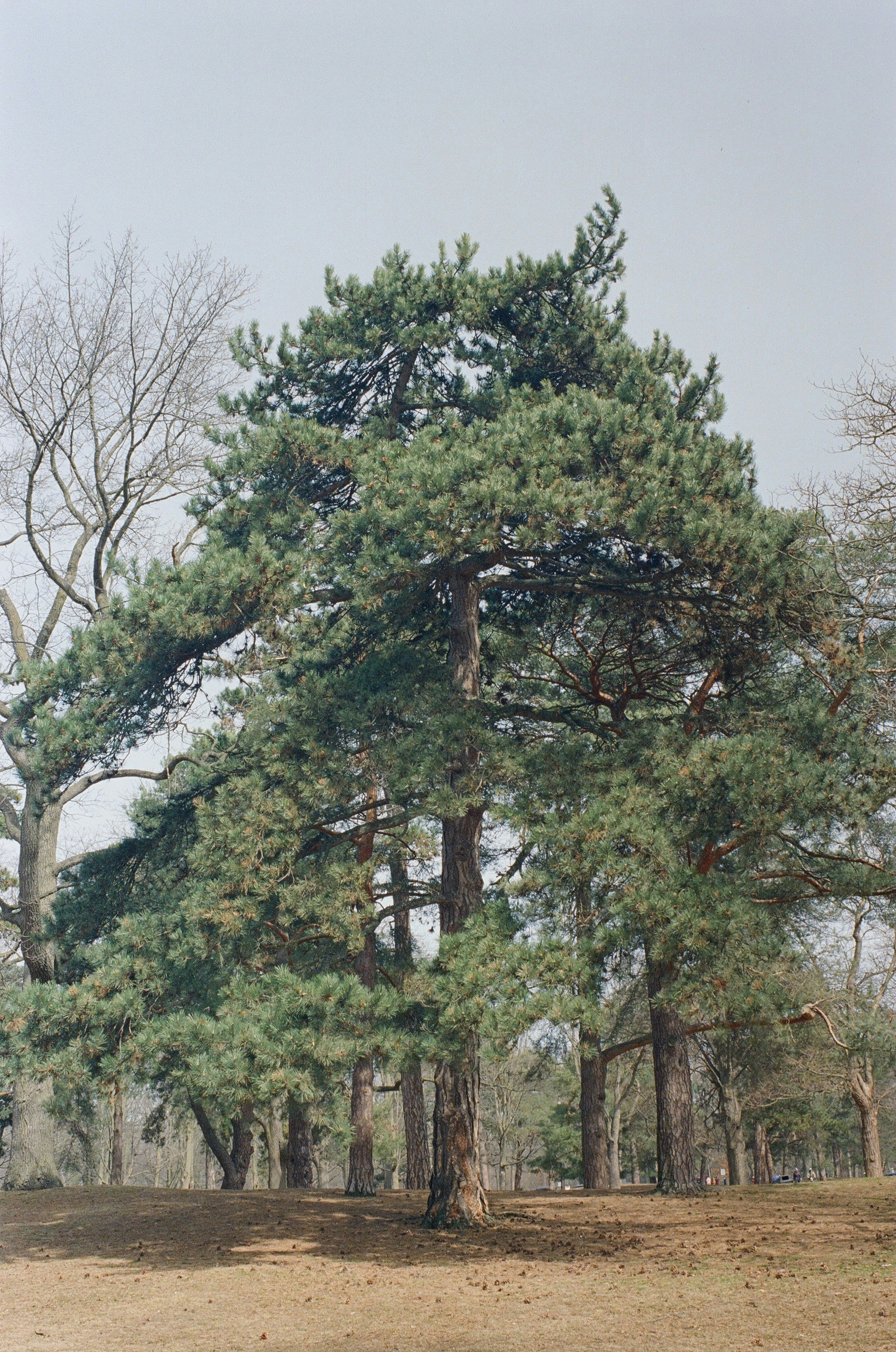 A large pine tree stands in a park.
