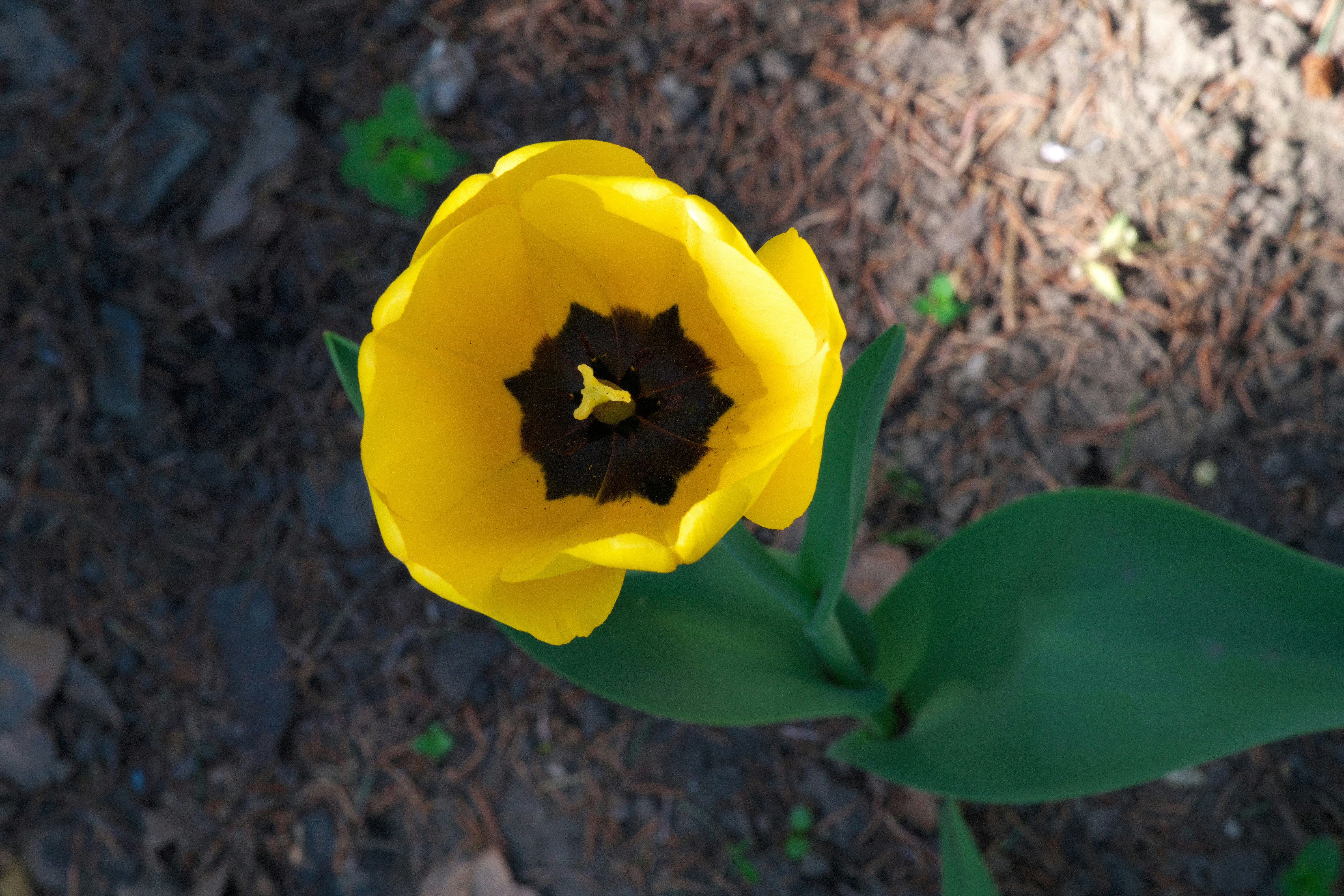 A bright yellow tulip blooms in the sunlight.