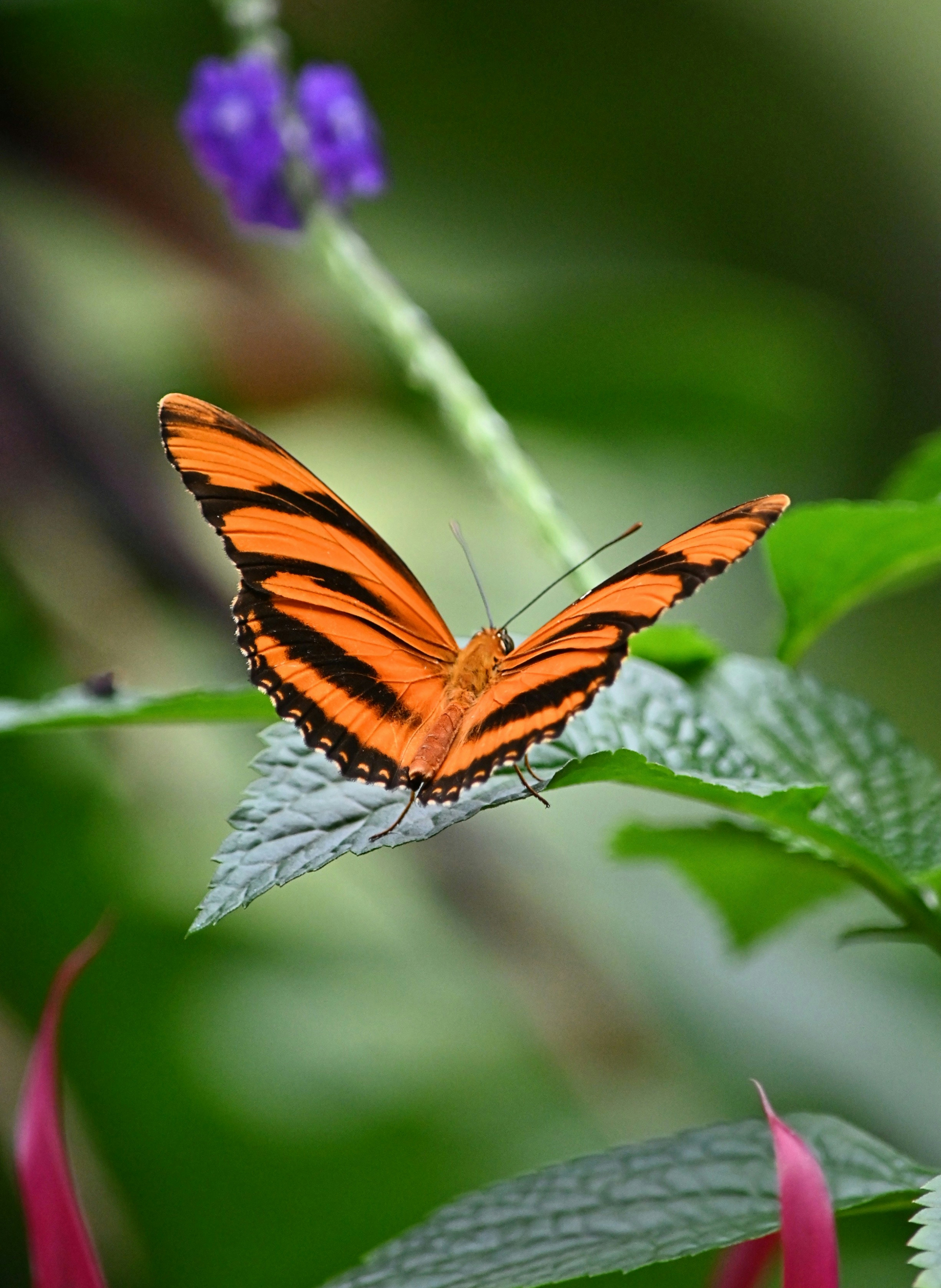 A beautiful orange butterfly sits on a leaf.
