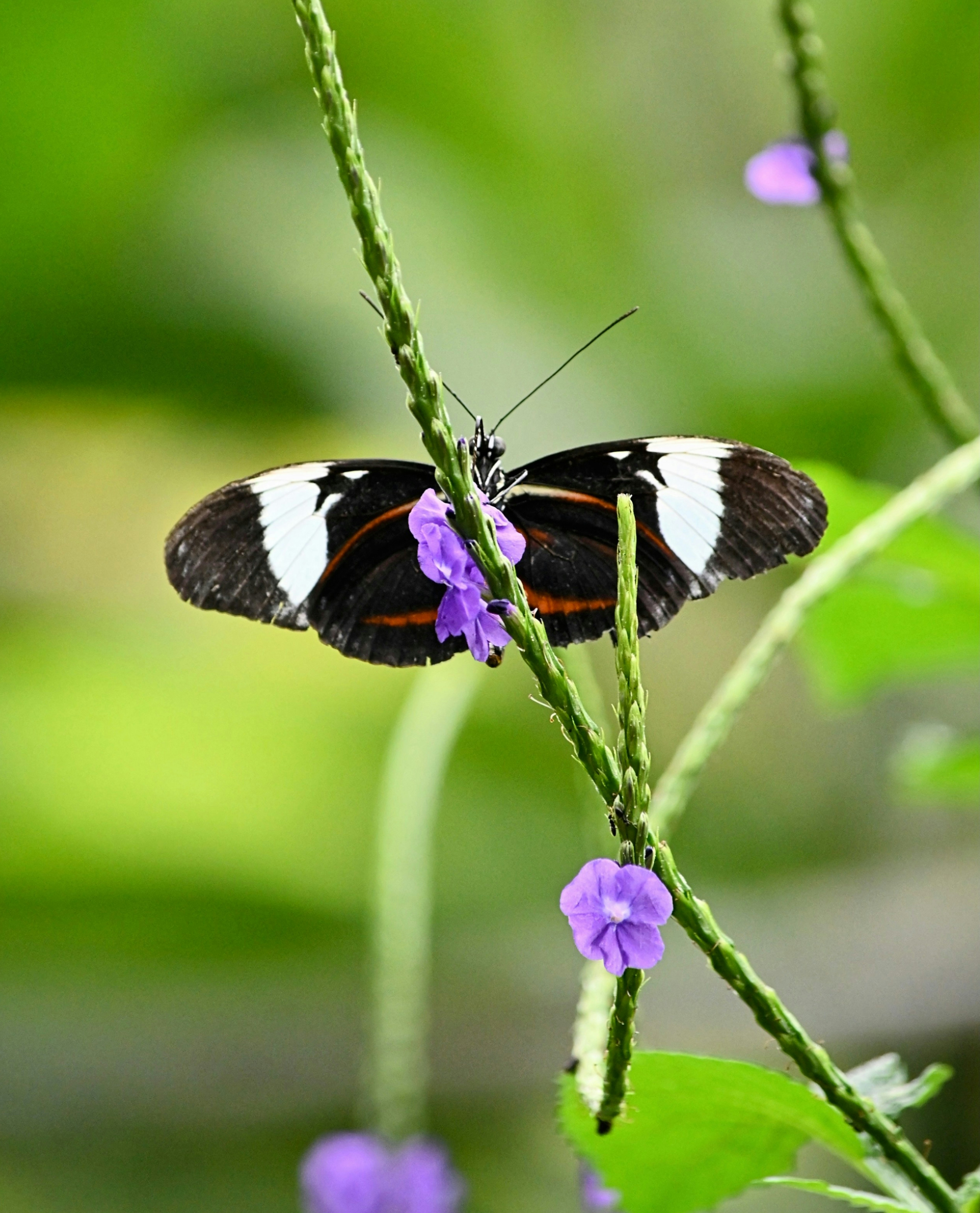 A butterfly is perched on a flower.