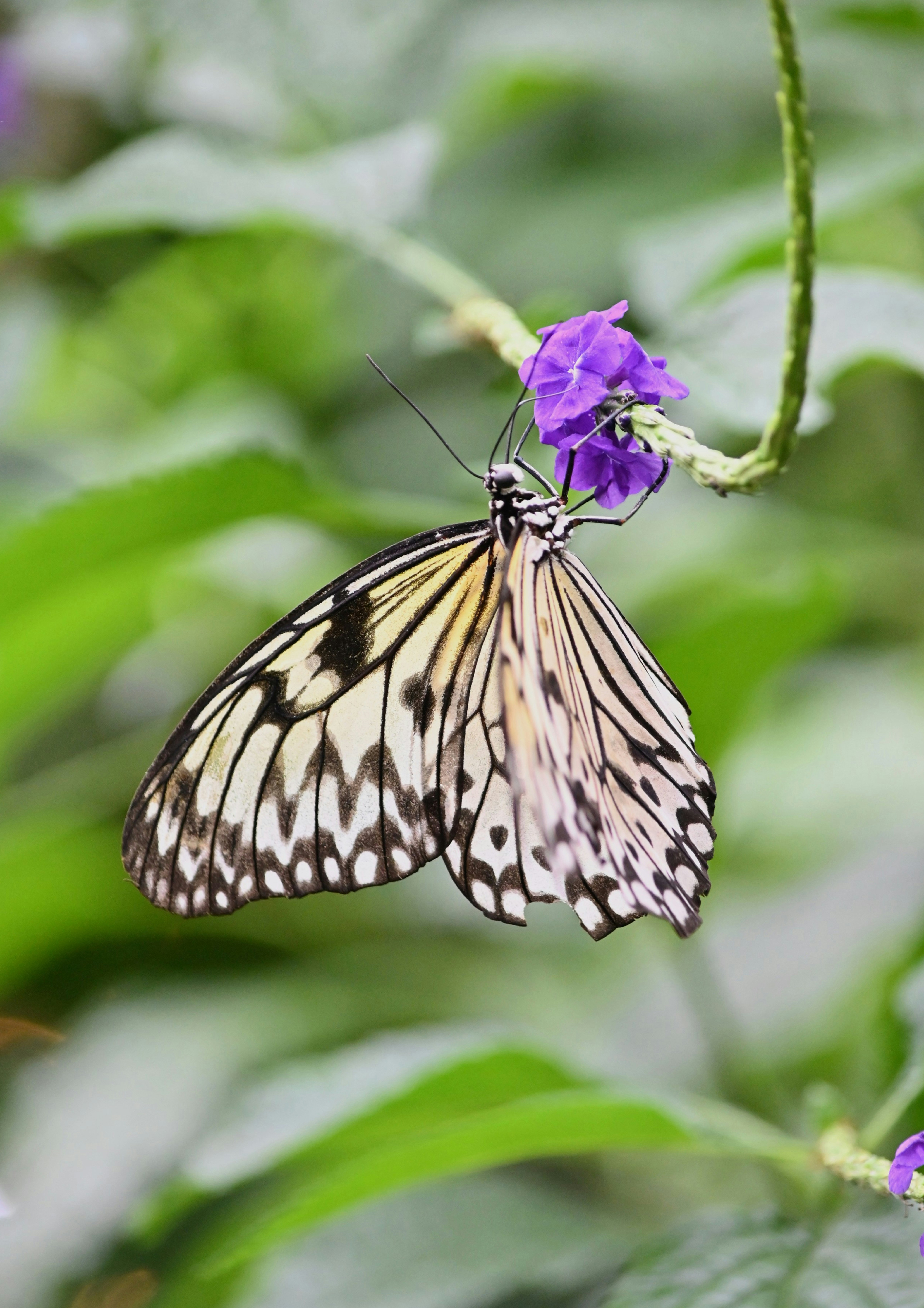 A butterfly sips nectar from a purple flower.
