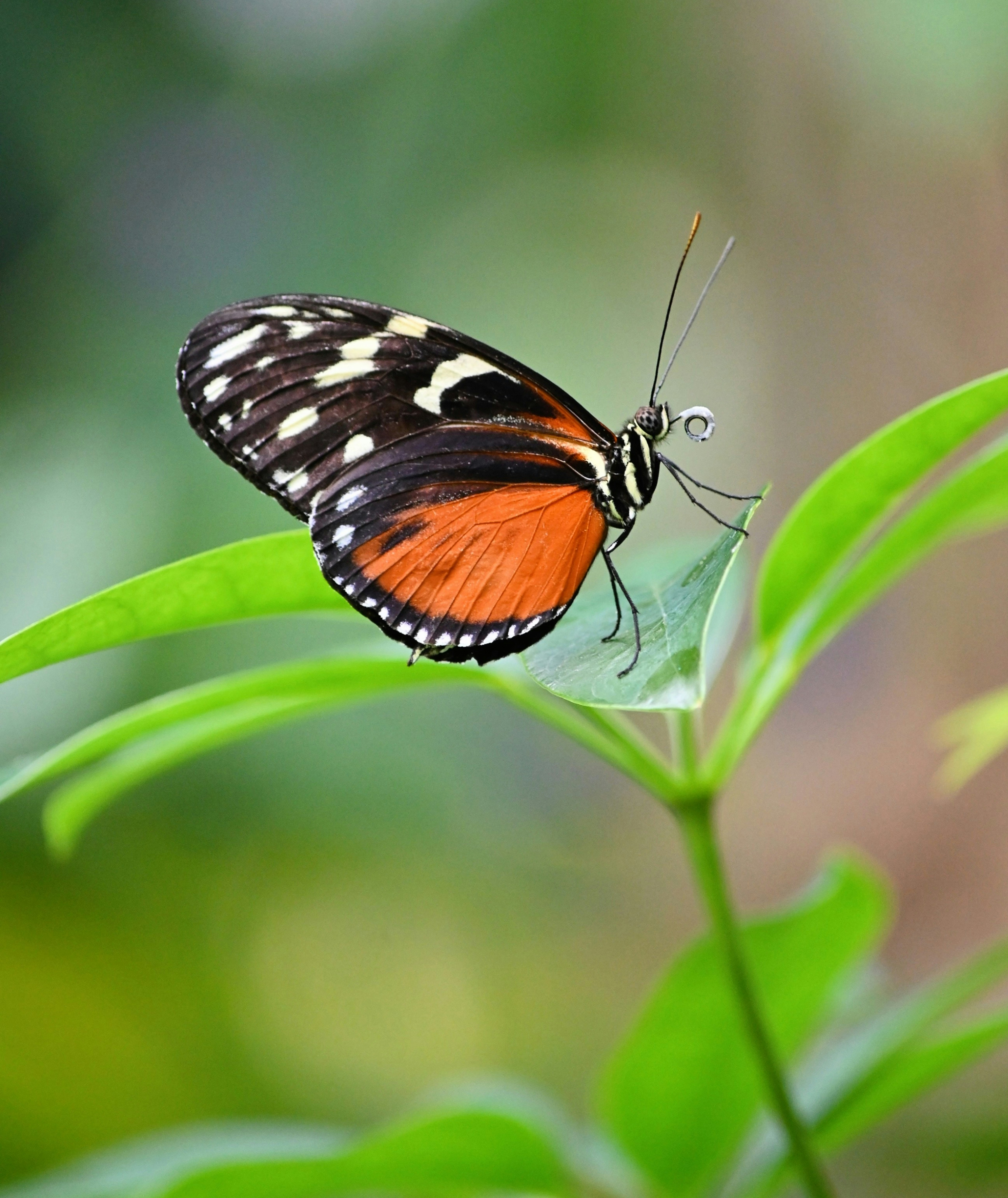 A beautiful butterfly rests on a green leaf.